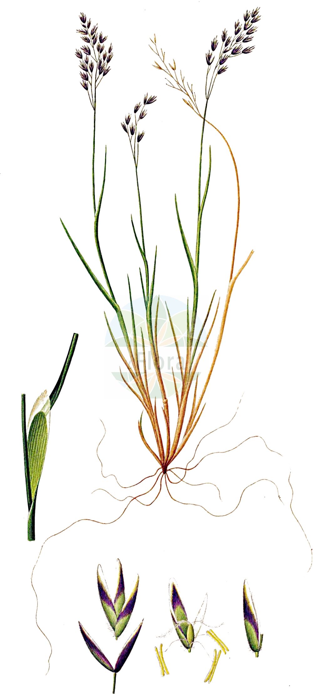 Historische Abbildung von Leucopoa laxa. Das Bild zeigt Blatt, Bluete, Frucht und Same. ---- Historical Drawing of Leucopoa laxa. The image is showing leaf, flower, fruit and seed.(Leucopoa laxa,Festuca canescens,Festuca laxa,Leucopoa laxa,Leucopoa,Poaceae,Süßgräser,Grass family,Blatt,Bluete,Frucht,Same,leaf,flower,fruit,seed,Oeder (1761-1883))