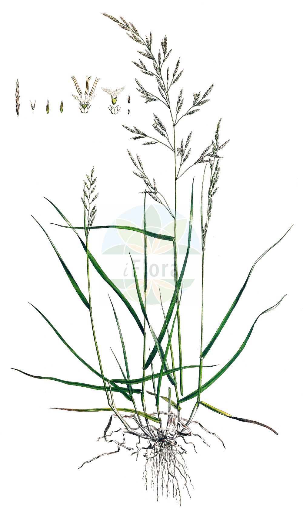 Historische Abbildung von Schedonorus pratensis (Wiesen-Schwingel - Meadow Fescue). Das Bild zeigt Blatt, Bluete, Frucht und Same. ---- Historical Drawing of Schedonorus pratensis (Wiesen-Schwingel - Meadow Fescue). The image is showing leaf, flower, fruit and seed.(Schedonorus pratensis,Wiesen-Schwingel,Meadow Fescue,Festuca pratensis,Schedonorus pratensis,Wiesen-Schwingel,Gewoehnlicher Wiesen-Schwingel,Meadow Fescue,Suiter Fescue,English Bluegrass,Schedonorus,Poaceae,Süßgräser,Grass family,Blatt,Bluete,Frucht,Same,leaf,flower,fruit,seed,Curtis (1777-1798))