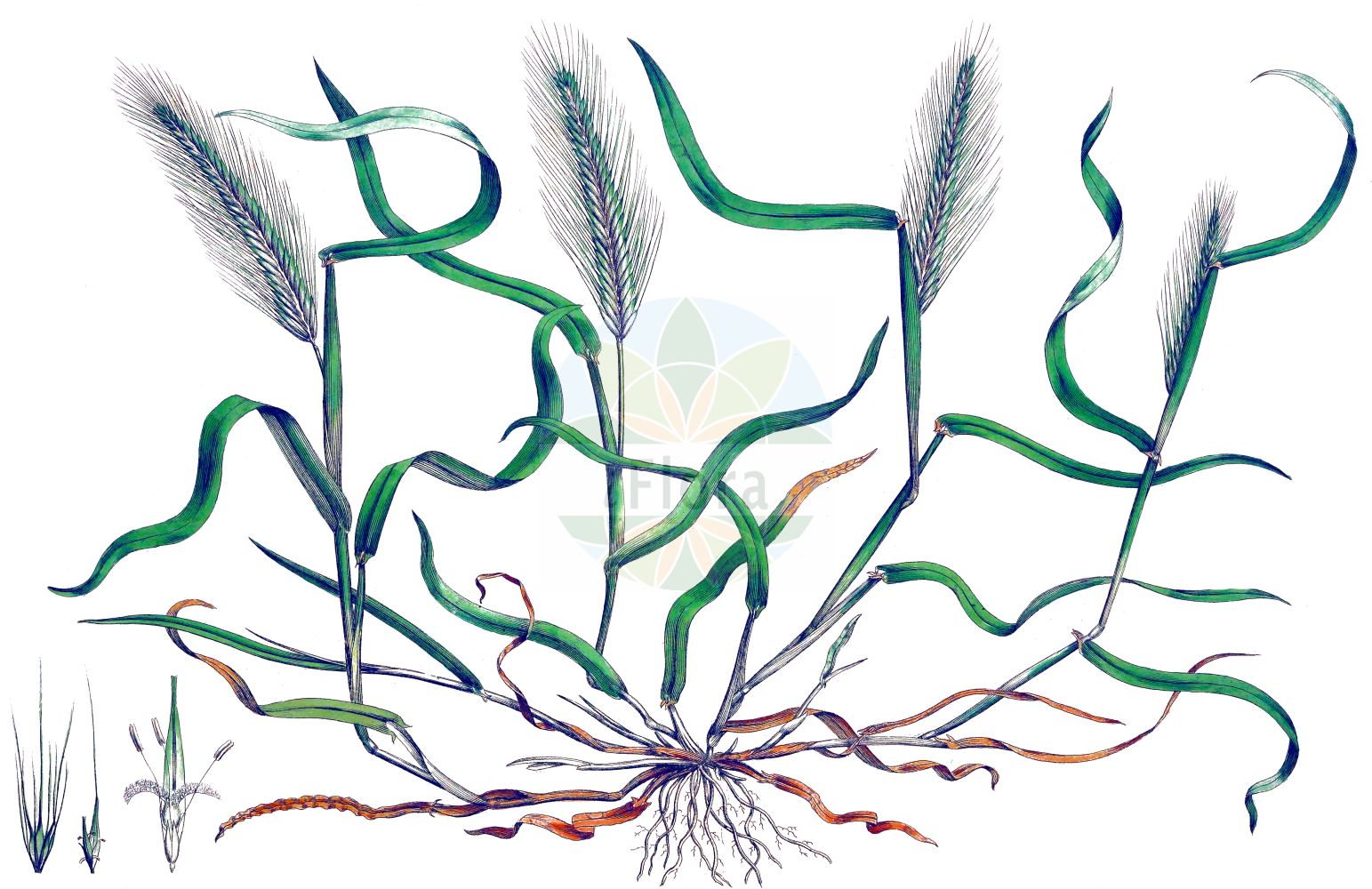 Historische Abbildung von Hordeum murinum (Mäuse-Gerste - Wall Barley). Das Bild zeigt Blatt, Bluete, Frucht und Same. ---- Historical Drawing of Hordeum murinum (Mäuse-Gerste - Wall Barley). The image is showing leaf, flower, fruit and seed.(Hordeum murinum,Mäuse-Gerste,Wall Barley,Critesion murinum,Hordeum murinum,Hordeum rubens,Maeuse-Gerste,Wall Barley,Mouse Barley,Hare Barley,Hordeum,Gerste,Barley,Poaceae,Süßgräser,Grass family,Blatt,Bluete,Frucht,Same,leaf,flower,fruit,seed,Curtis (1777-1798))