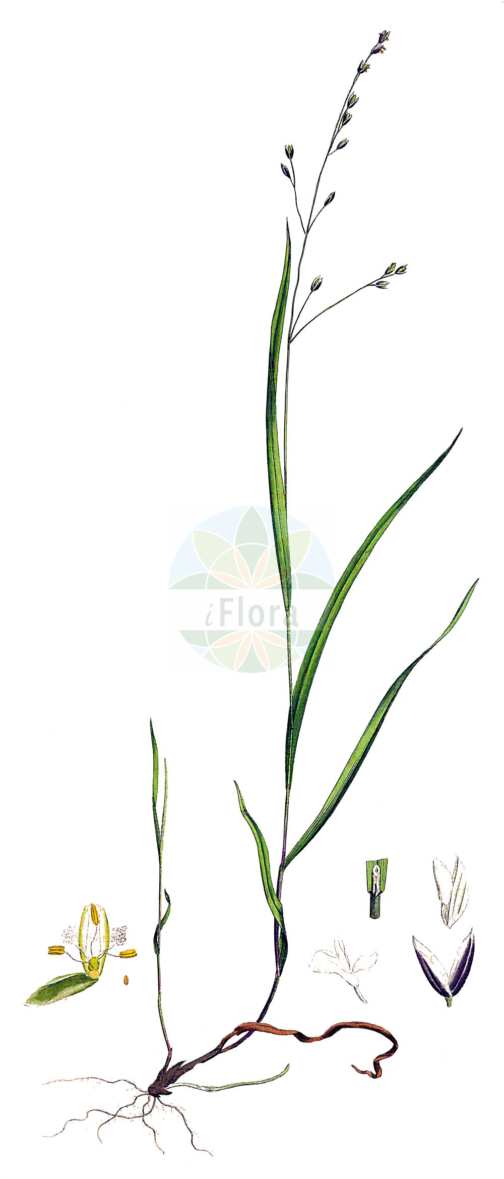 Historische Abbildung von Melica uniflora (Einblütiges Perlgras - Wood Melick). Das Bild zeigt Blatt, Bluete, Frucht und Same. ---- Historical Drawing of Melica uniflora (Einblütiges Perlgras - Wood Melick). The image is showing leaf, flower, fruit and seed.(Melica uniflora,Einblütiges Perlgras,Wood Melick,Melica uniflora,Einbluetiges Perlgras,Wood Melick,Melica,Perlgras,Melicgrass,Poaceae,Süßgräser,Grass family,Blatt,Bluete,Frucht,Same,leaf,flower,fruit,seed,Curtis (1777-1798))