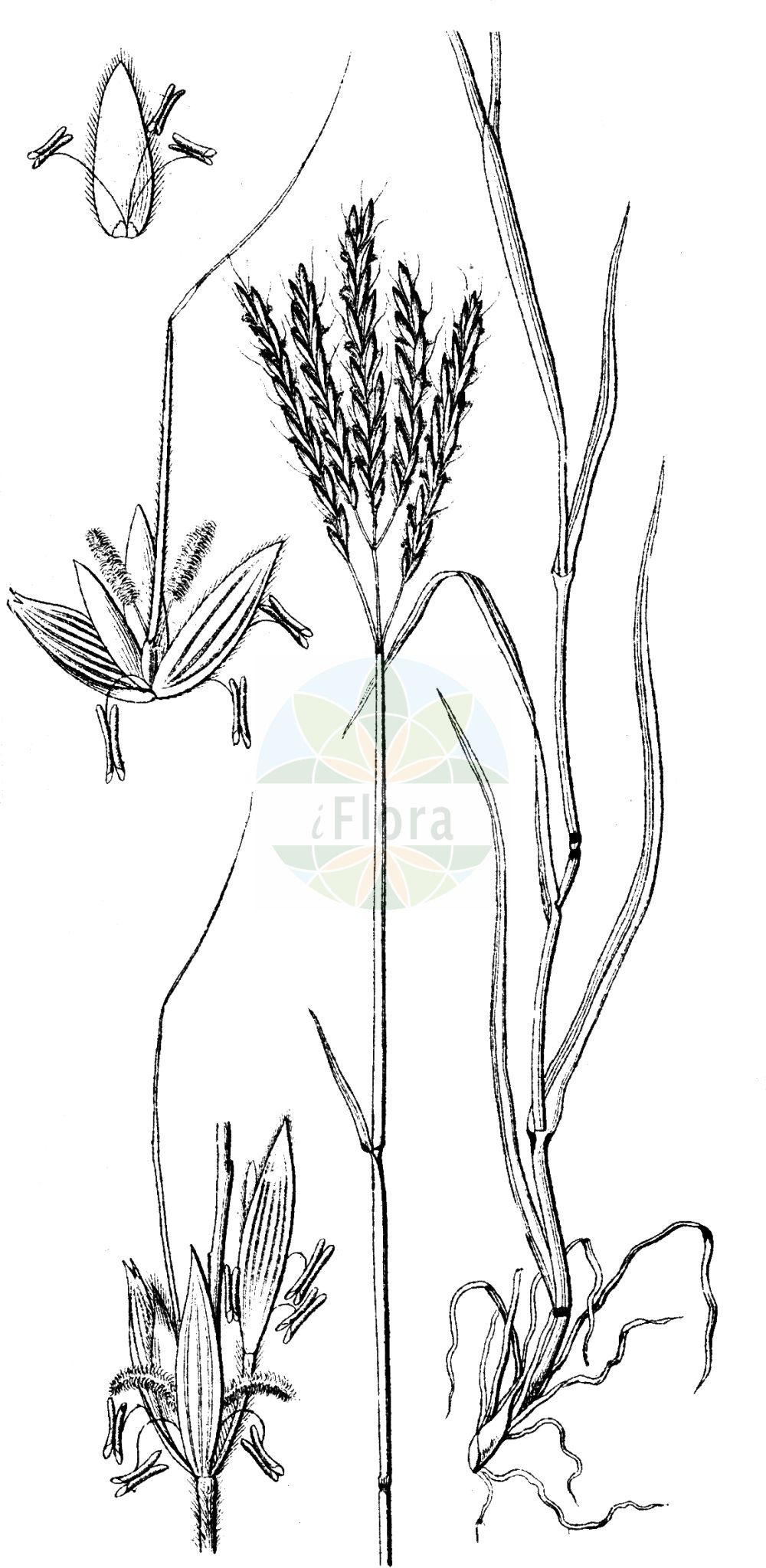 Historische Abbildung von Bothriochloa ischaemum (Gewöhnliches Bartgras - Yellow Bluestem). Das Bild zeigt Blatt, Bluete, Frucht und Same. ---- Historical Drawing of Bothriochloa ischaemum (Gewöhnliches Bartgras - Yellow Bluestem). The image is showing leaf, flower, fruit and seed.(Bothriochloa ischaemum,Gewöhnliches Bartgras,Yellow Bluestem,Andropogon ischaemum,Bothriochloa ischaemum,Dichanthium ischaemum,Gewoehnliches Bartgras,Bartgras,Yellow Bluestem,Bearded Finger-grass,Dogstooth Grass,East Indies Bluestem,King-ranch Bluestem,Plains Bluestem,Turkestan Bluestem,Bothriochloa,Bartgras,Beardgrass,Poaceae,Süßgräser,Grass family,Blatt,Bluete,Frucht,Same,leaf,flower,fruit,seed,Sturm (1796f))