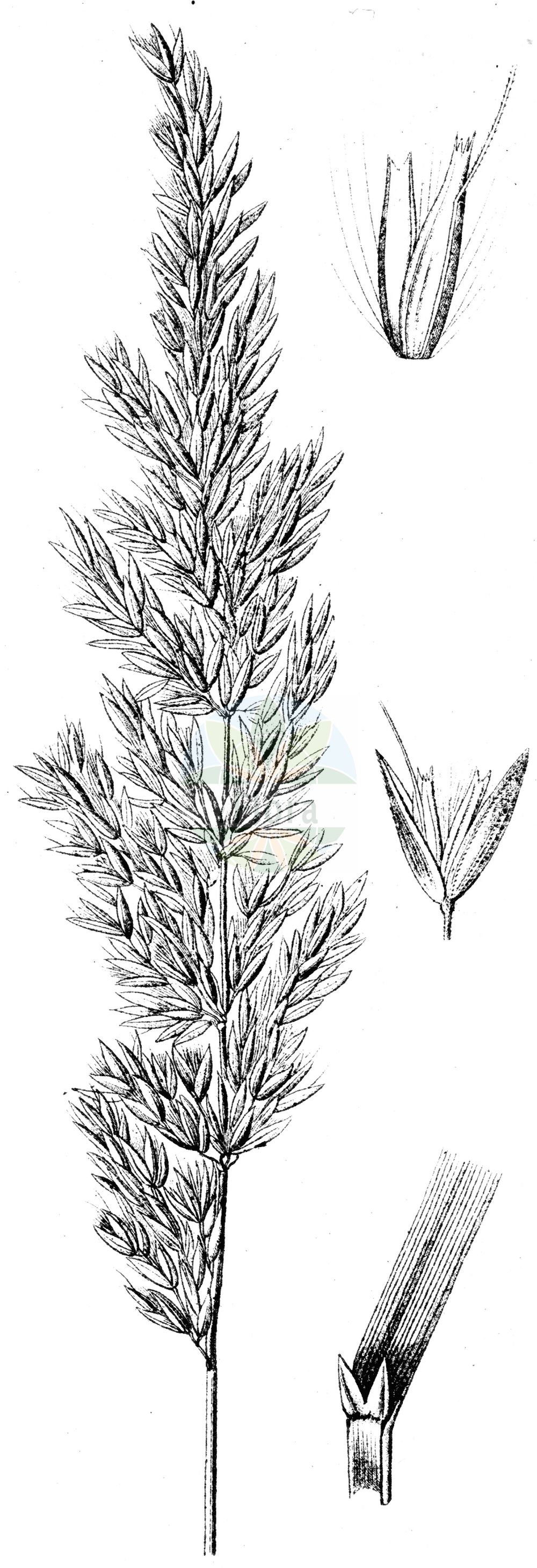 Historische Abbildung von Calamagrostis varia (Berg-Reitgras - Mountain Smallreed). Das Bild zeigt Blatt, Bluete, Frucht und Same. ---- Historical Drawing of Calamagrostis varia (Berg-Reitgras - Mountain Smallreed). The image is showing leaf, flower, fruit and seed.(Calamagrostis varia,Berg-Reitgras,Mountain Smallreed,Arundo varia,Calamagrostis montana,Calamagrostis sylvatica,Calamagrostis varia,Berg-Reitgras,Buntes Reitgras,Bunt-Reitgras,Kalk-Reitgras,Mountain Smallreed,Calamagrostis,Reitgras,Reedgrass,Poaceae,Süßgräser,Grass family,Blatt,Bluete,Frucht,Same,leaf,flower,fruit,seed,Sturm (1796f))