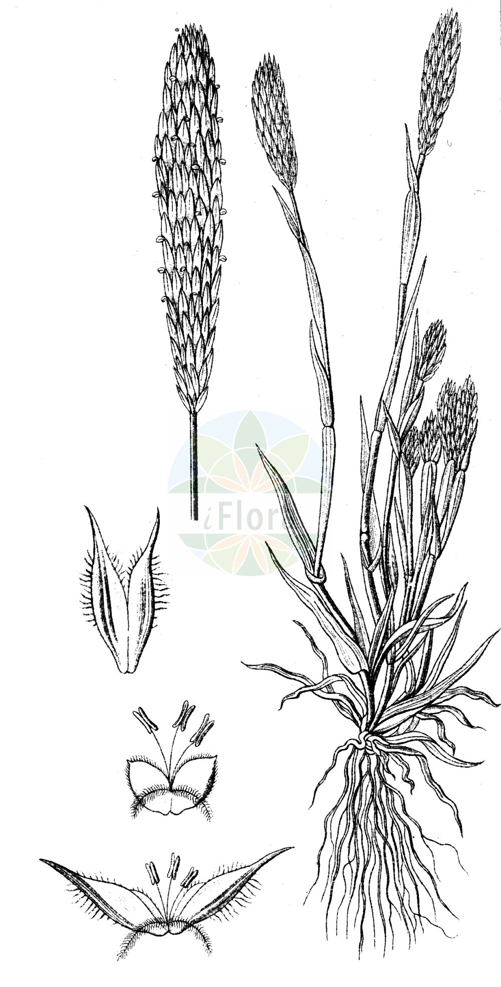 Historische Abbildung von Phleum arenarium (Sand-Lieschgras - Sand Cat's-tail). Das Bild zeigt Blatt, Bluete, Frucht und Same. ---- Historical Drawing of Phleum arenarium (Sand-Lieschgras - Sand Cat's-tail). The image is showing leaf, flower, fruit and seed.(Phleum arenarium,Sand-Lieschgras,Sand Cat's-tail,Phleum arenarium,Sand-Lieschgras,Sand Cat's-tail,Sand Timothy,Phleum,Lieschgras,Timothy,Poaceae,Süßgräser,Grass family,Blatt,Bluete,Frucht,Same,leaf,flower,fruit,seed,Sturm (1796f))
