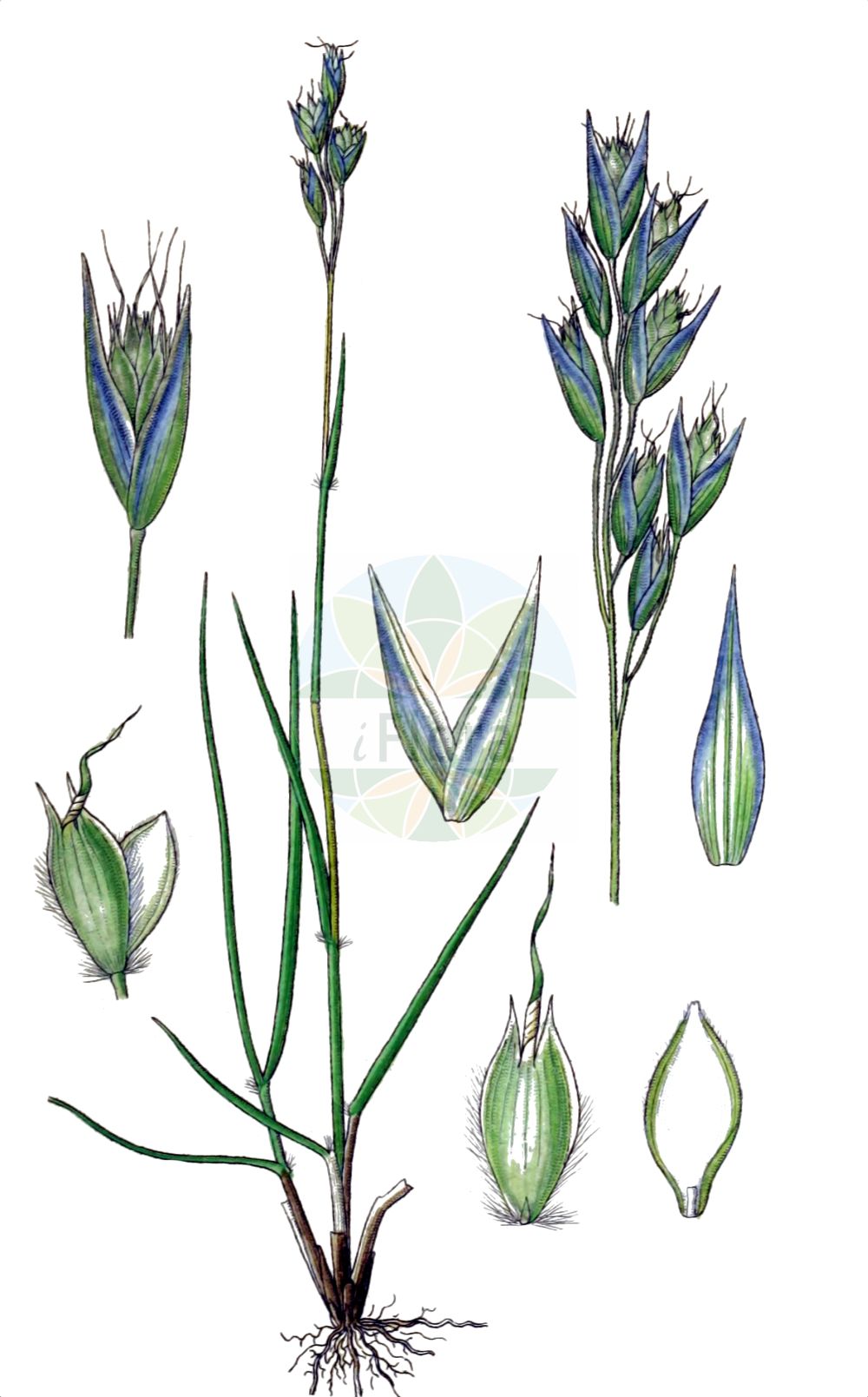 Historische Abbildung von Danthonia alpina (Kelch-Traubenhafer - Alpine Oatgrass). Das Bild zeigt Blatt, Bluete, Frucht und Same. ---- Historical Drawing of Danthonia alpina (Kelch-Traubenhafer - Alpine Oatgrass). The image is showing leaf, flower, fruit and seed.(Danthonia alpina,Kelch-Traubenhafer,Alpine Oatgrass,Danthonia calycina,Danthonia provincialis,Danthonia alpina,Kelch-Traubenhafer,Kelchgras,Alpine Oatgrass,Danthonia,Dreizahn,Oatgrass,Poaceae,Süßgräser,Grass family,Blatt,Bluete,Frucht,Same,leaf,flower,fruit,seed,Sturm (1796f))