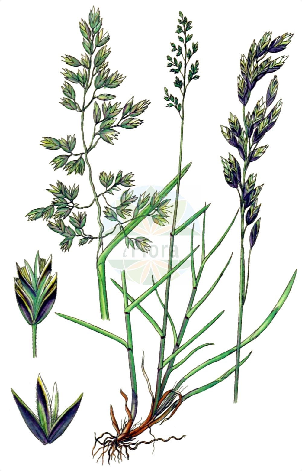 Historische Abbildung von Poa cenisia (Mont-Cenis-Rispengras - Mont Cenis Bluegrass). Das Bild zeigt Blatt, Bluete, Frucht und Same. ---- Historical Drawing of Poa cenisia (Mont-Cenis-Rispengras - Mont Cenis Bluegrass). The image is showing leaf, flower, fruit and seed.(Poa cenisia,Mont-Cenis-Rispengras,Mont Cenis Bluegrass,Poa cenisia,Poa contracta,Poa distichophylla,Poa fontqueri,Poa oreophila,Poa psychrophila,Mont-Cenis-Rispengras,Mont Cenis Bluegrass,Poa,Rispengras,Bluegrass,Poaceae,Süßgräser,Grass family,Blatt,Bluete,Frucht,Same,leaf,flower,fruit,seed,Sturm (1796f))