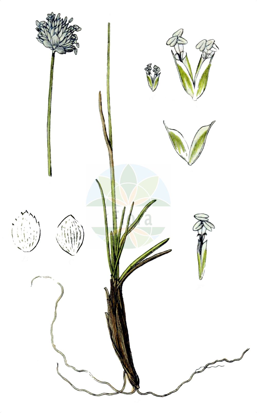 Historische Abbildung von Sesleria sphaerocephala. Das Bild zeigt Blatt, Bluete, Frucht und Same. ---- Historical Drawing of Sesleria sphaerocephala. The image is showing leaf, flower, fruit and seed.(Sesleria sphaerocephala,Sesleria sphaerocephala,Sesleriella sphaerocephala,Sesleria,Blaugras,Poaceae,Süßgräser,Grass family,Blatt,Bluete,Frucht,Same,leaf,flower,fruit,seed,Sturm (1796f))
