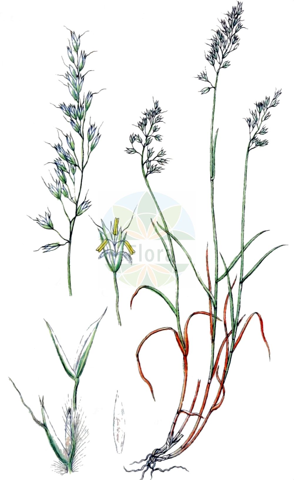 Historische Abbildung von Trisetum argenteum. Das Bild zeigt Blatt, Bluete, Frucht und Same. ---- Historical Drawing of Trisetum argenteum. The image is showing leaf, flower, fruit and seed.(Trisetum argenteum,Avena argentea,Trisetum argenteum,Trisetum distichophyllum var. argenteum,Trisetum,Goldhafer,Oatgrass,Poaceae,Süßgräser,Grass family,Blatt,Bluete,Frucht,Same,leaf,flower,fruit,seed,Sturm (1796f))