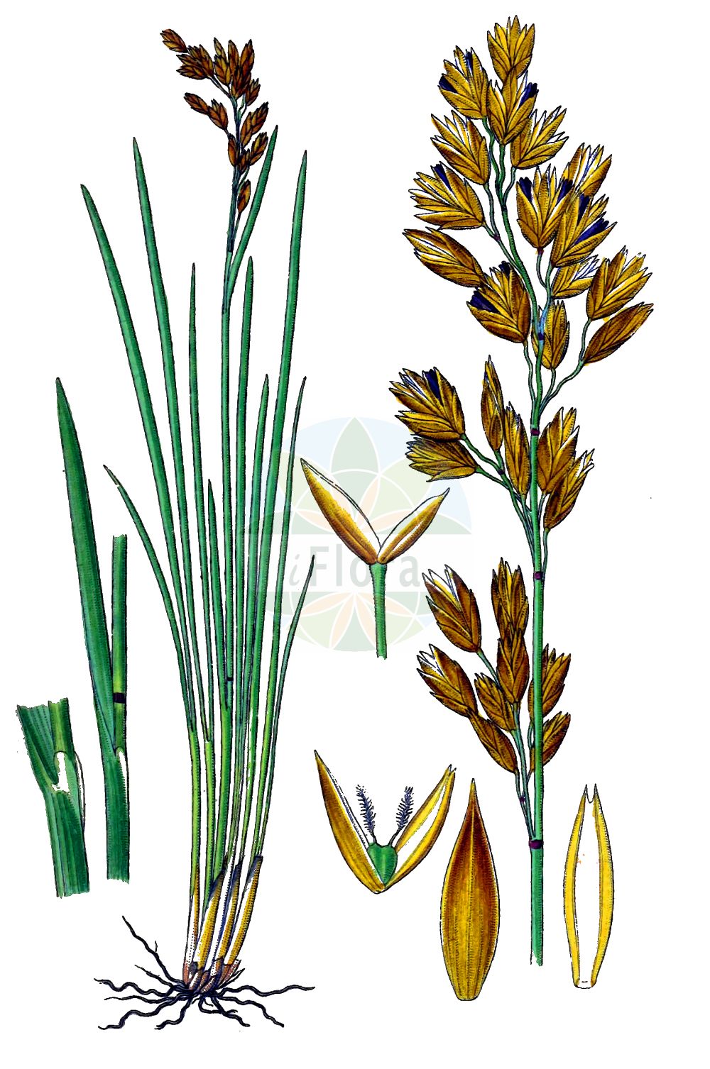 Historische Abbildung von Patzkea paniculata. Das Bild zeigt Blatt, Bluete, Frucht und Same. ---- Historical Drawing of Patzkea paniculata. The image is showing leaf, flower, fruit and seed.(Patzkea paniculata,Anthoxanthum paniculatum,Festuca aurea,Festuca paniculata,Patzkea paniculata,Patzkea,Poaceae,Süßgräser,Grass family,Blatt,Bluete,Frucht,Same,leaf,flower,fruit,seed,Sturm (1796f))