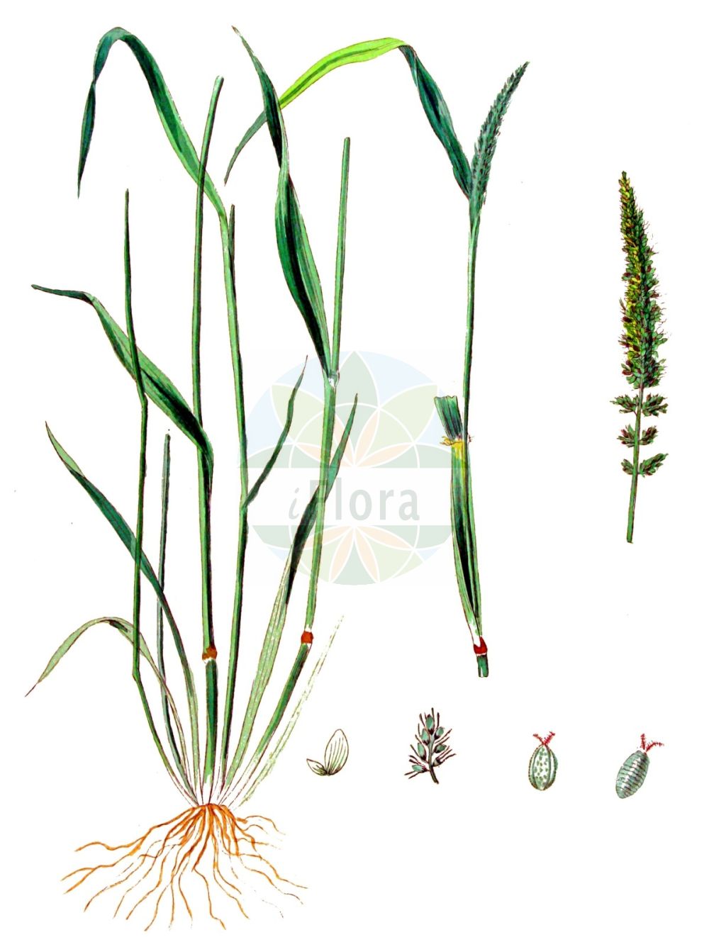 Historische Abbildung von Setaria verticillata agg. (Quirlige Borstenhirse - Rough Bristle-grass). Das Bild zeigt Blatt, Bluete, Frucht und Same. ---- Historical Drawing of Setaria verticillata agg. (Quirlige Borstenhirse - Rough Bristle-grass). The image is showing leaf, flower, fruit and seed.(Setaria verticillata agg.,Quirlige Borstenhirse,Rough Bristle-grass,Quirlige Borstenhirse,Gewoehnliche Quirlige Borstenhirse,Klebgras,Kletten-Borstenhirse,Quirlige Bostenhirse,Wirtelfennich,Rough Bristle-grass,Bristly Foxtail,Bur Bristlegrass,Hooked Bristlegrass,Rough Panicgrass,Whorled Pigeongrass,Setaria,Borstenhirse,Bristlegrass,Poaceae,Süßgräser,Grass family,Blatt,Bluete,Frucht,Same,leaf,flower,fruit,seed,Kops (1800-1934))