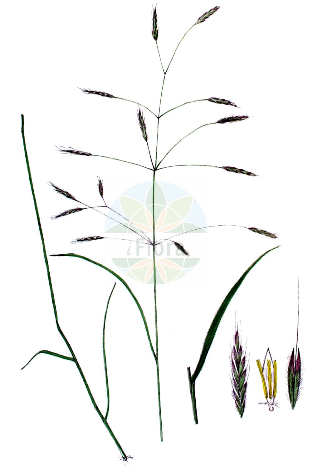 Historische Abbildung von Bromus arvensis (Acker-Trespe - Field Brome). Das Bild zeigt Blatt, Bluete, Frucht und Same. ---- Historical Drawing of Bromus arvensis (Acker-Trespe - Field Brome). The image is showing leaf, flower, fruit and seed.(Bromus arvensis,Acker-Trespe,Field Brome,Bromus arvensis,Serrafalcus arvensis,Acker-Trespe,Saat-Acker-Trespe,Field Brome,Field Bromegrass,Bromus,Trespe,Brome,Poaceae,Süßgräser,Grass family,Blatt,Bluete,Frucht,Same,leaf,flower,fruit,seed,Kops (1800-1934))