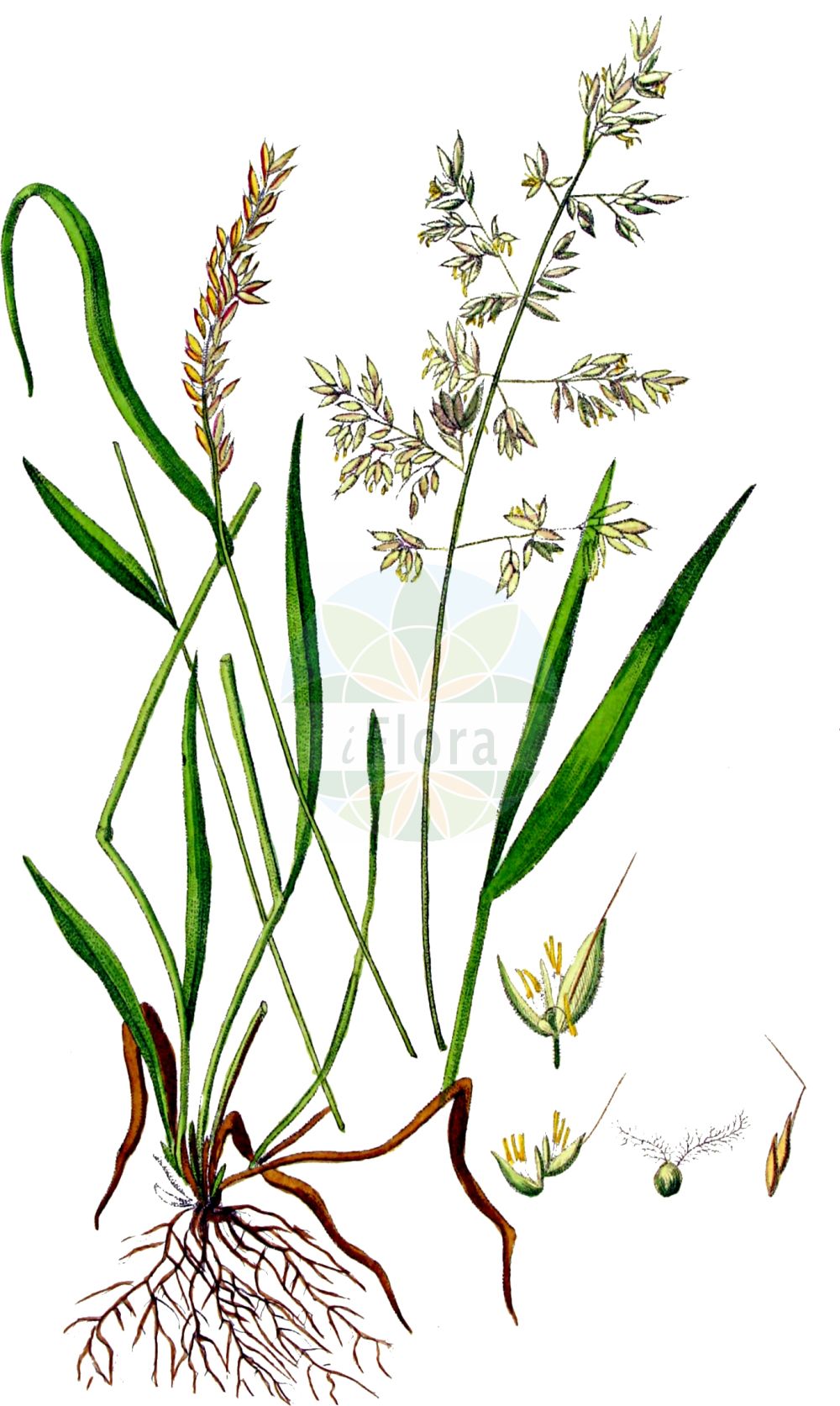 Historische Abbildung von Holcus mollis (Weiches Honiggras - Creeping Soft-grass). Das Bild zeigt Blatt, Bluete, Frucht und Same. ---- Historical Drawing of Holcus mollis (Weiches Honiggras - Creeping Soft-grass). The image is showing leaf, flower, fruit and seed.(Holcus mollis,Weiches Honiggras,Creeping Soft-grass,Holcus mollis,Holcus triflorus,Weiches Honiggras,Creeping Soft-grass,Chiendent,Creeping Velvetgrass,Creeping Fog,German Velvetgrass,Holcus,Honiggras,Soft-grass,Poaceae,Süßgräser,Grass family,Blatt,Bluete,Frucht,Same,leaf,flower,fruit,seed,Kops (1800-1934))