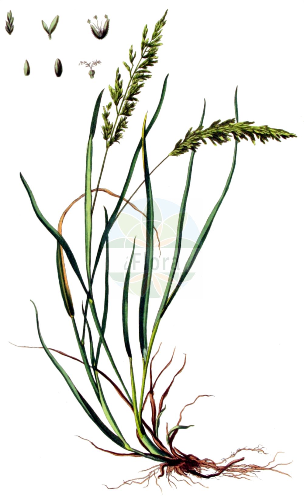 Historische Abbildung von Pseudosclerochloa rupestris (Stiff Saltmarsh-grass). Das Bild zeigt Blatt, Bluete, Frucht und Same. ---- Historical Drawing of Pseudosclerochloa rupestris (Stiff Saltmarsh-grass). The image is showing leaf, flower, fruit and seed.(Pseudosclerochloa rupestris,Stiff Saltmarsh-grass,Glyceria procumbens,Poa procumbens,Poa rupestris,Pseudosclerochloa rupestris,Puccinellia rupestris,Sclerochloa rupestris,Scleropoa procumbens,Pseudosclerochloa,Poaceae,Süßgräser,Grass family,Blatt,Bluete,Frucht,Same,leaf,flower,fruit,seed,Kops (1800-1934))