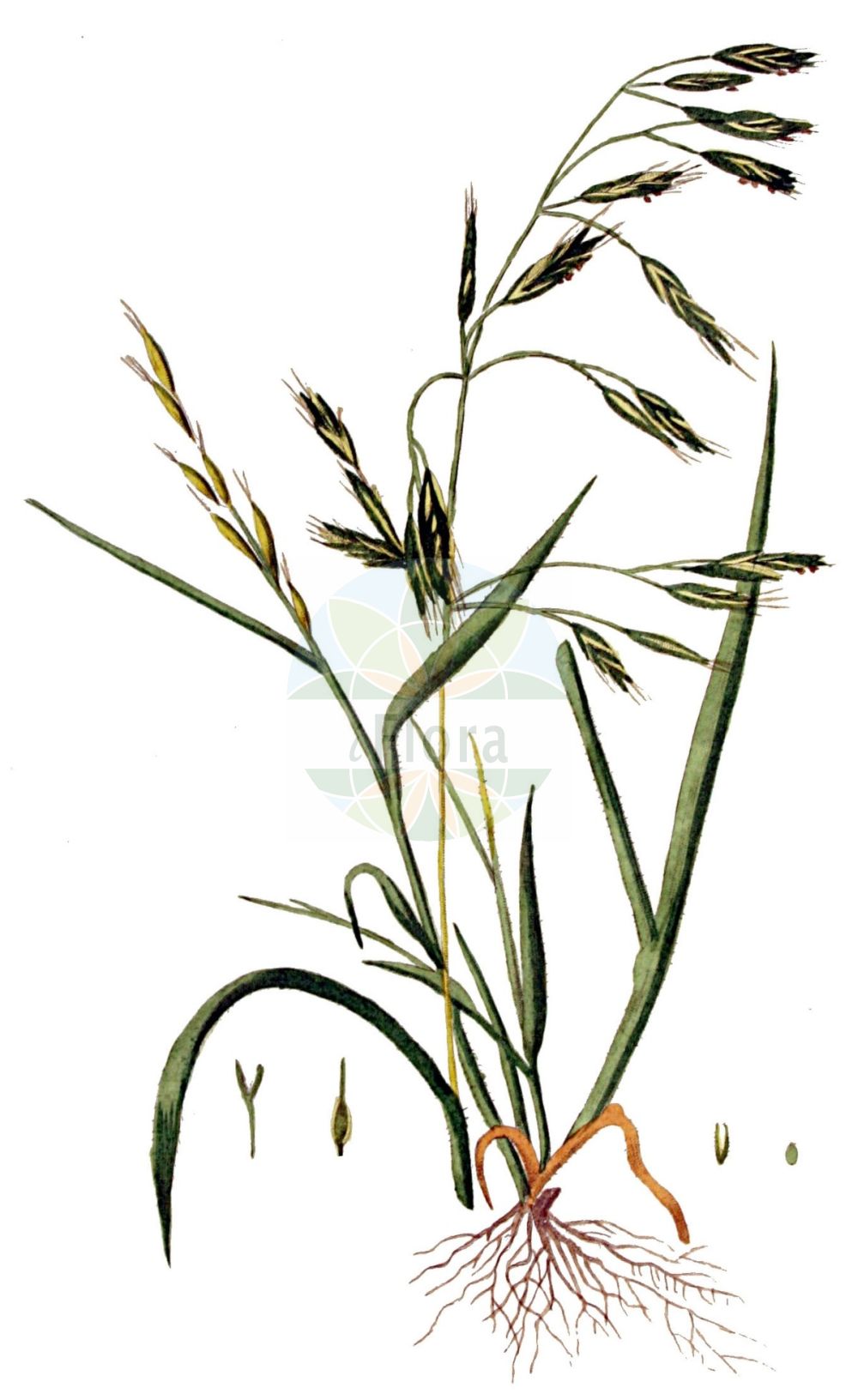 Historische Abbildung von Bromus racemosus (Traubige Trespe - Smooth Brome). Das Bild zeigt Blatt, Bluete, Frucht und Same. ---- Historical Drawing of Bromus racemosus (Traubige Trespe - Smooth Brome). The image is showing leaf, flower, fruit and seed.(Bromus racemosus,Traubige Trespe,Smooth Brome,Bromus racemosus,Serrafalcus racemosus,Traubige Trespe,Smooth Brome,Smooth Brome & Meadow Brome,Bald Brome,Hairy Bromegrass,Smooth Bromegrass,Upright Bromegrass,Bromus,Trespe,Brome,Poaceae,Süßgräser,Grass family,Blatt,Bluete,Frucht,Same,leaf,flower,fruit,seed,Kops (1800-1934))