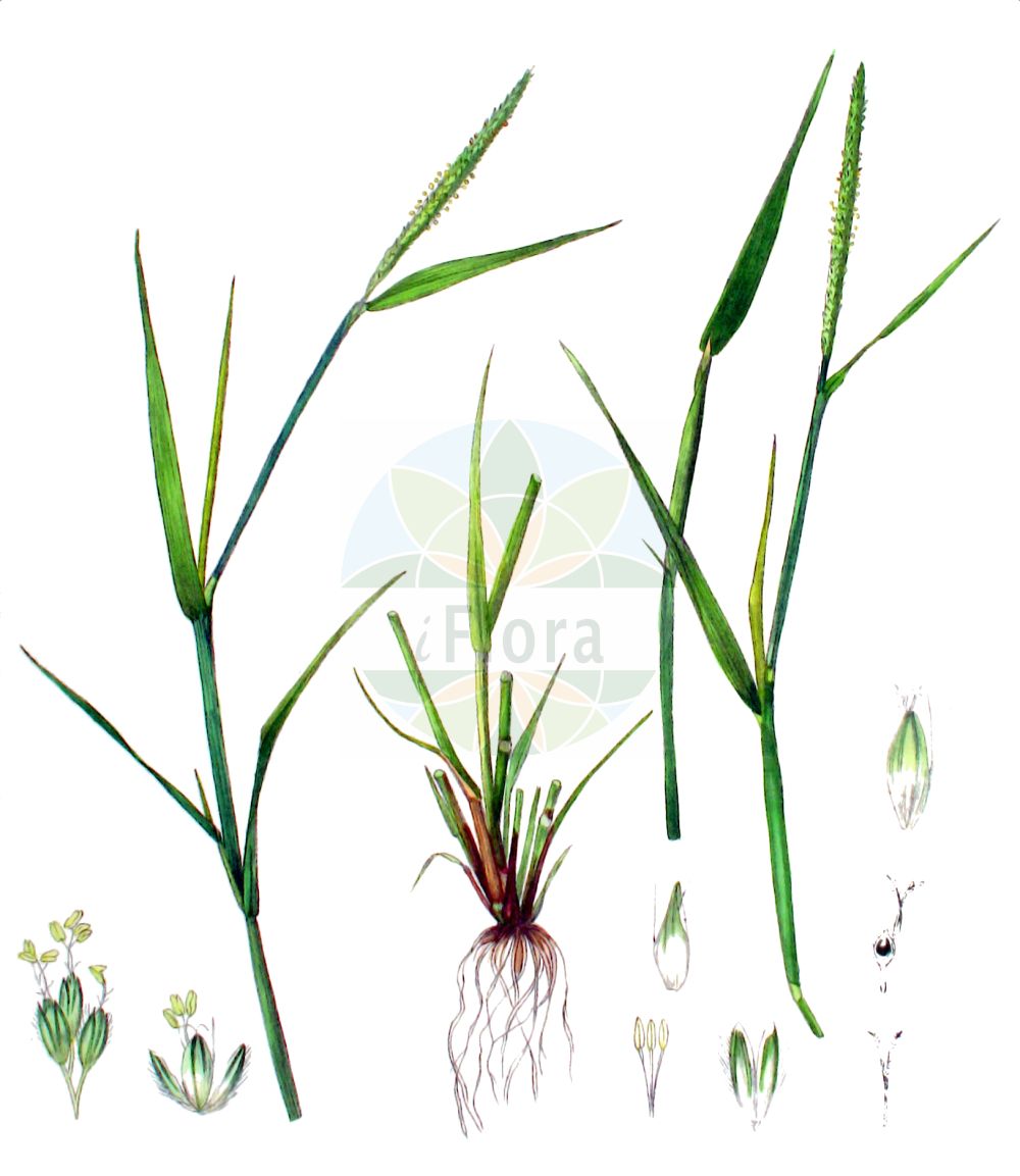 Historische Abbildung von Alopecurus aequalis (Rotgelbes Fuchsschwanzgras - Orange Foxtail). Das Bild zeigt Blatt, Bluete, Frucht und Same. ---- Historical Drawing of Alopecurus aequalis (Rotgelbes Fuchsschwanzgras - Orange Foxtail). The image is showing leaf, flower, fruit and seed.(Alopecurus aequalis,Rotgelbes Fuchsschwanzgras,Orange Foxtail,Alopecurus aequalis,Alopecurus aristulatus,Alopecurus fulvus,Alopecurus geniculatus subsp. fulvus,Rotgelbes Fuchsschwanzgras,Gilb-Fuchsschwanzgras,Ziegelroter Fuchsschwanz,Orange Foxtail,Dent Foxtail,Short-awn Foxtail,Alopecurus,Fuchsschwanzgras,Foxtail,Poaceae,Süßgräser,Grass family,Blatt,Bluete,Frucht,Same,leaf,flower,fruit,seed,Kops (1800-1934))