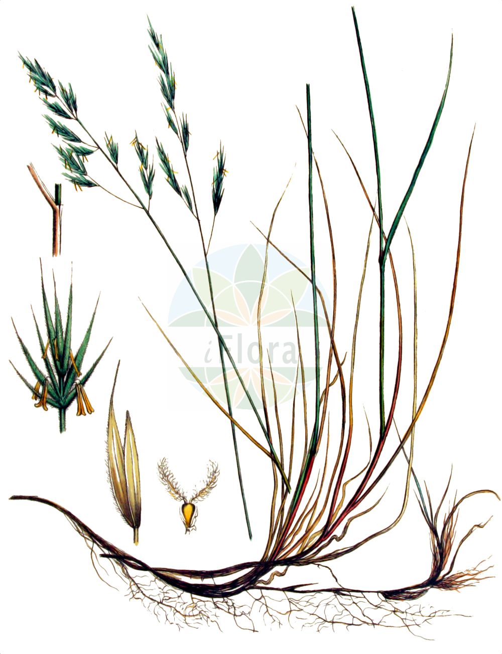 Historische Abbildung von Festuca arenaria (Sand-Rot-Schwingel - Rush-leaved Fescue). Das Bild zeigt Blatt, Bluete, Frucht und Same. ---- Historical Drawing of Festuca arenaria (Sand-Rot-Schwingel - Rush-leaved Fescue). The image is showing leaf, flower, fruit and seed.(Festuca arenaria,Sand-Rot-Schwingel,Rush-leaved Fescue,Festuca arenaria,Festuca baltica,Festuca villosa,Sand-Rot-Schwingel,Rush-leaved Fescue,Red Fescue,Festuca,Schwingel,Fescue,Poaceae,Süßgräser,Grass family,Blatt,Bluete,Frucht,Same,leaf,flower,fruit,seed,Kops (1800-1934))