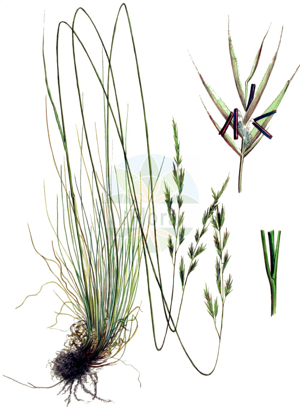 Historische Abbildung von Festuca rubra (Rot-Schwingel - Red Fescue). Das Bild zeigt Blatt, Bluete, Frucht und Same. ---- Historical Drawing of Festuca rubra (Rot-Schwingel - Red Fescue). The image is showing leaf, flower, fruit and seed.(Festuca rubra,Rot-Schwingel,Red Fescue,Festuca rubra,Rot-Schwingel,Red Fescue,Creeping Fescue,Festuca,Schwingel,Fescue,Poaceae,Süßgräser,Grass family,Blatt,Bluete,Frucht,Same,leaf,flower,fruit,seed,Kops (1800-1934))