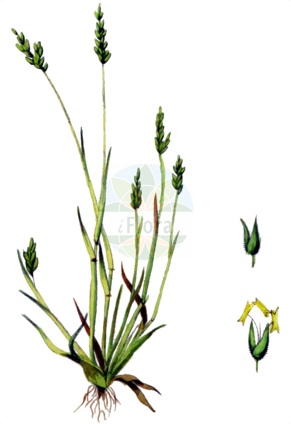 Historische Abbildung von Milium vernale subsp. scabrum. Das Bild zeigt Blatt, Bluete, Frucht und Same. ---- Historical Drawing of Milium vernale subsp. scabrum. The image is showing leaf, flower, fruit and seed.(Milium vernale subsp. scabrum,Milium vernale subsp. scabrum,Milium,Flattergras,Milletgrass,Poaceae,Süßgräser,Grass family,Blatt,Bluete,Frucht,Same,leaf,flower,fruit,seed,Kops (1800-1934))