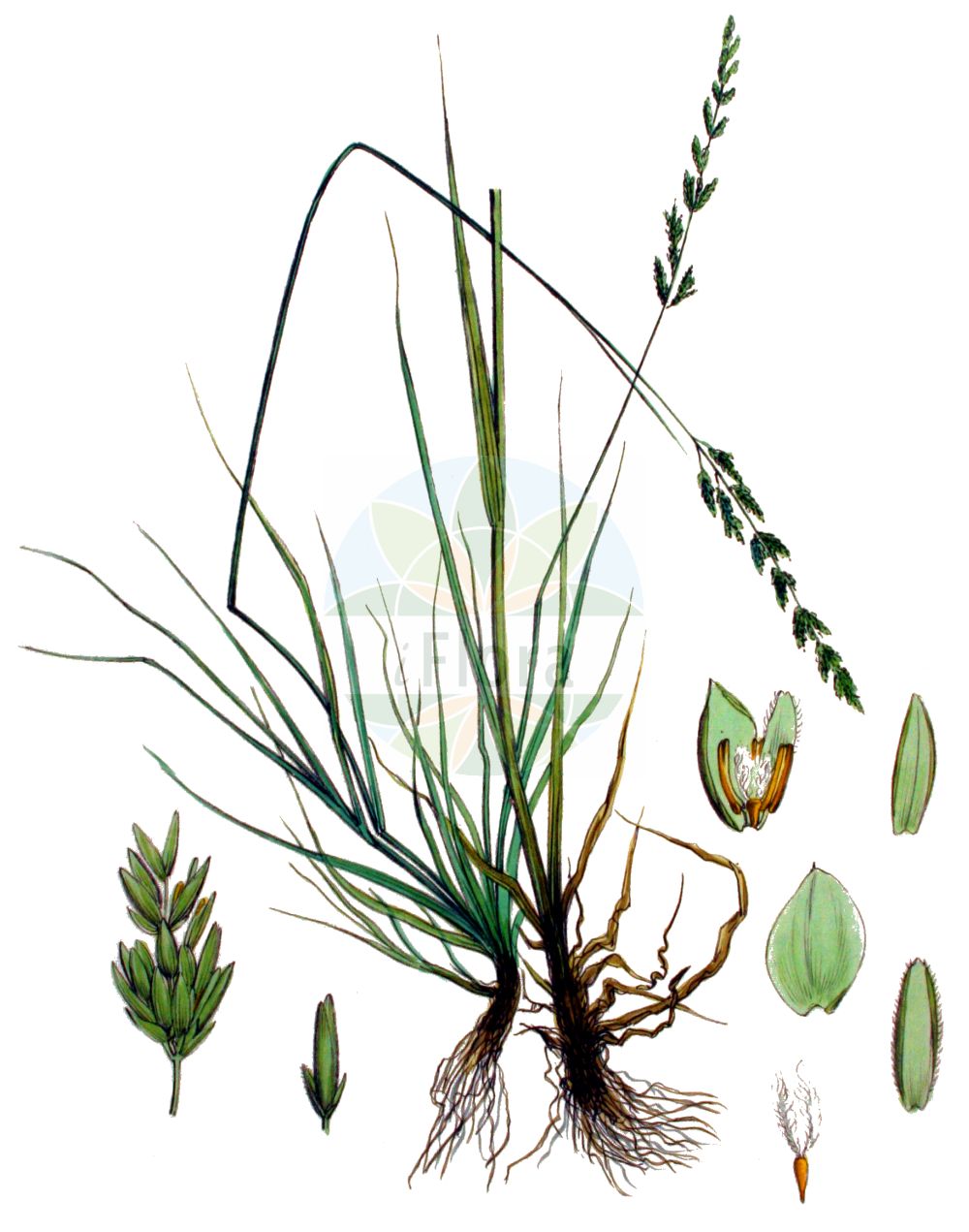 Historische Abbildung von Puccinellia fasciculata (Borrer's Saltmarsh-grass). Das Bild zeigt Blatt, Bluete, Frucht und Same. ---- Historical Drawing of Puccinellia fasciculata (Borrer's Saltmarsh-grass). The image is showing leaf, flower, fruit and seed.(Puccinellia fasciculata,Borrer's Saltmarsh-grass,Atropis beltrani,Atropis borreri,Atropis flahaultii,Atropis pseudodistans,Glyceria borreri,Glyceria conferta,Glyceria permixta,Glyceria pseudodistans,Poa fasciculata,Puccinellia borreri,Puccinellia fasciculata,Puccinellia pseudodistans,Puccinellia,Salzschwaden,Alkaligrass,Poaceae,Süßgräser,Grass family,Blatt,Bluete,Frucht,Same,leaf,flower,fruit,seed,Kops (1800-1934))