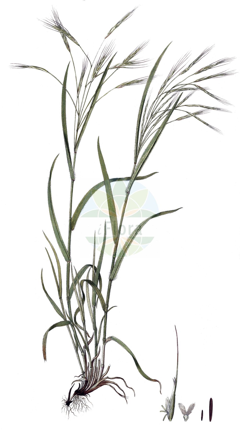 Historische Abbildung von Anisantha sterilis (Taube Trespe - Barren Brome). Das Bild zeigt Blatt, Bluete, Frucht und Same. ---- Historical Drawing of Anisantha sterilis (Taube Trespe - Barren Brome). The image is showing leaf, flower, fruit and seed.(Anisantha sterilis,Taube Trespe,Barren Brome,Anisantha sterilis,Bromus distichus,Bromus grandiflorus,Bromus sterilis,Zerna sterilis,Taube Trespe,Barren Brome,Barren Bromegrass,Poverty Brome,Sterile Brome,Anisantha,Poaceae,Süßgräser,Grass family,Blatt,Bluete,Frucht,Same,leaf,flower,fruit,seed,Host (1801-1809))