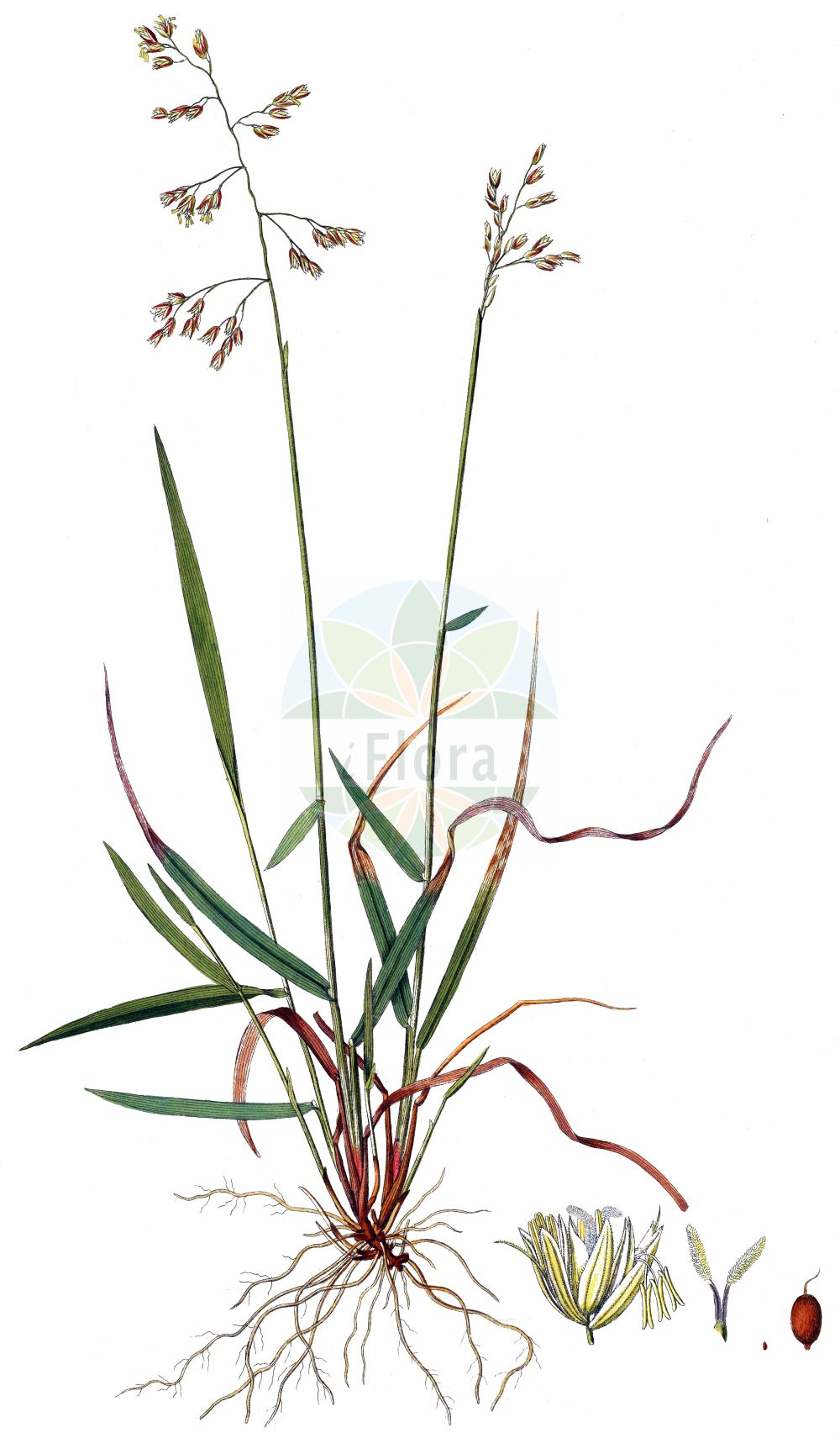 Historische Abbildung von Hierochloe odorata agg. (Rauhes Mariengras - Holy-grass). Das Bild zeigt Blatt, Bluete, Frucht und Same. ---- Historical Drawing of Hierochloe odorata agg. (Rauhes Mariengras - Holy-grass). The image is showing leaf, flower, fruit and seed.(Hierochloe odorata agg.,Rauhes Mariengras,Holy-grass,Hierochloe odorata,Rauhes Mariengras,Duft-Mariengras,Holy-grass,Sweetgrass,Veenreukgras,Hierochloe,Poaceae,Süßgräser,Grass family,Blatt,Bluete,Frucht,Same,leaf,flower,fruit,seed,Host (1801-1809))