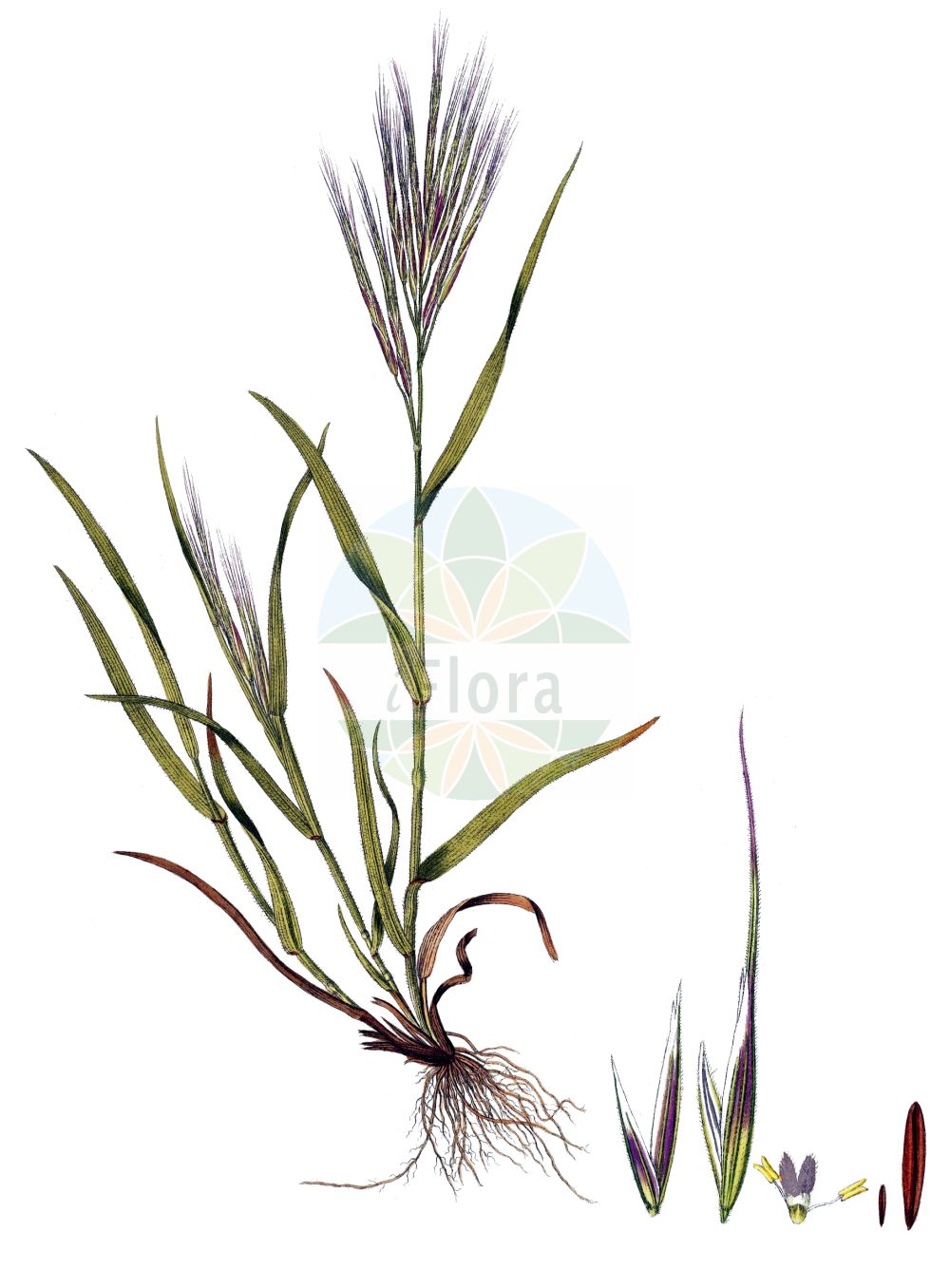 Historische Abbildung von Anisantha rigida (Ripgut Brome). Das Bild zeigt Blatt, Bluete, Frucht und Same. ---- Historical Drawing of Anisantha rigida (Ripgut Brome). The image is showing leaf, flower, fruit and seed.(Anisantha rigida,Ripgut Brome,Anisantha rigida,Bromus maximus,Bromus rigidus,Bromus villosus subsp. rigidus,Anisantha,Poaceae,Süßgräser,Grass family,Blatt,Bluete,Frucht,Same,leaf,flower,fruit,seed,Host (1801-1809))