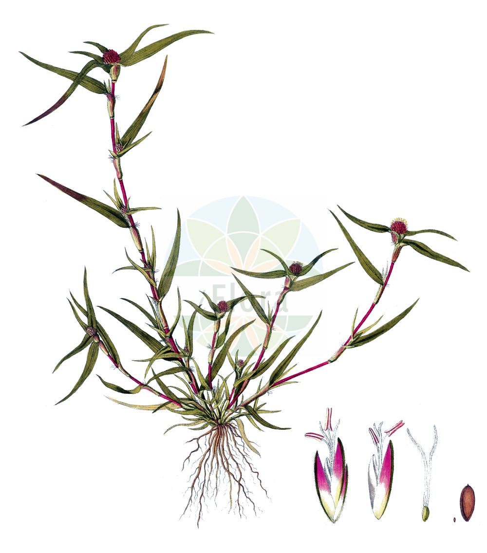 Historische Abbildung von Crypsis aculeata. Das Bild zeigt Blatt, Bluete, Frucht und Same. ---- Historical Drawing of Crypsis aculeata. The image is showing leaf, flower, fruit and seed.(Crypsis aculeata,Crypsis aculeata,Schoenus aculeatus,Crypsis,Poaceae,Süßgräser,Grass family,Blatt,Bluete,Frucht,Same,leaf,flower,fruit,seed,Host (1801-1809))
