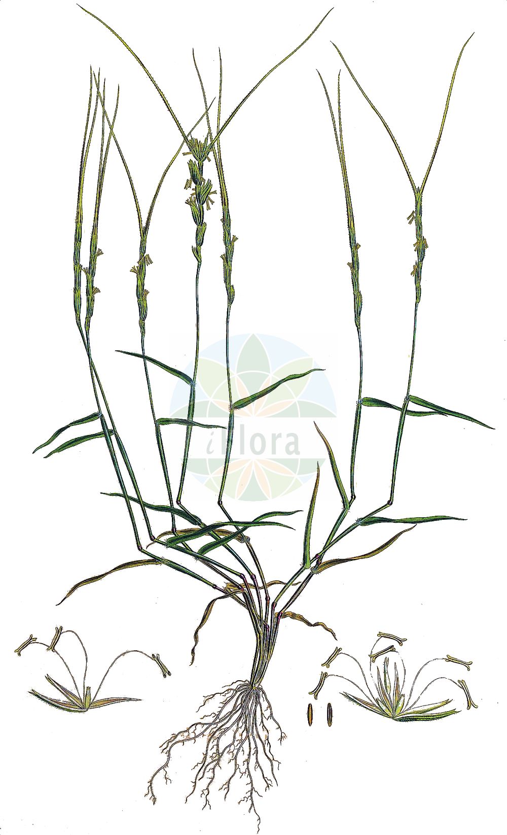 Historische Abbildung von Aegilops cylindrica. Das Bild zeigt Blatt, Bluete, Frucht und Same. ---- Historical Drawing of Aegilops cylindrica. The image is showing leaf, flower, fruit and seed.(Aegilops cylindrica,Aegilops cylindrica,Cylindropyrum cylindricum,Triticum cylindricum,Aegilops,Poaceae,Süßgräser,Grass family,Blatt,Bluete,Frucht,Same,leaf,flower,fruit,seed,Sibthorp & Smith (1806-1840))