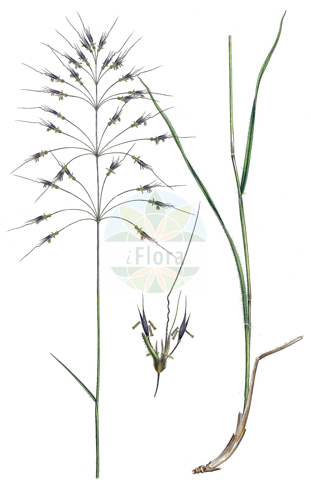 Historische Abbildung von Chrysopogon gryllus. Das Bild zeigt Blatt, Bluete, Frucht und Same. ---- Historical Drawing of Chrysopogon gryllus. The image is showing leaf, flower, fruit and seed.(Chrysopogon gryllus,Andropogon gryllus,Chrysopogon gryllus,Chrysopogon,Poaceae,Süßgräser,Grass family,Blatt,Bluete,Frucht,Same,leaf,flower,fruit,seed,Sibthorp & Smith (1806-1840))
