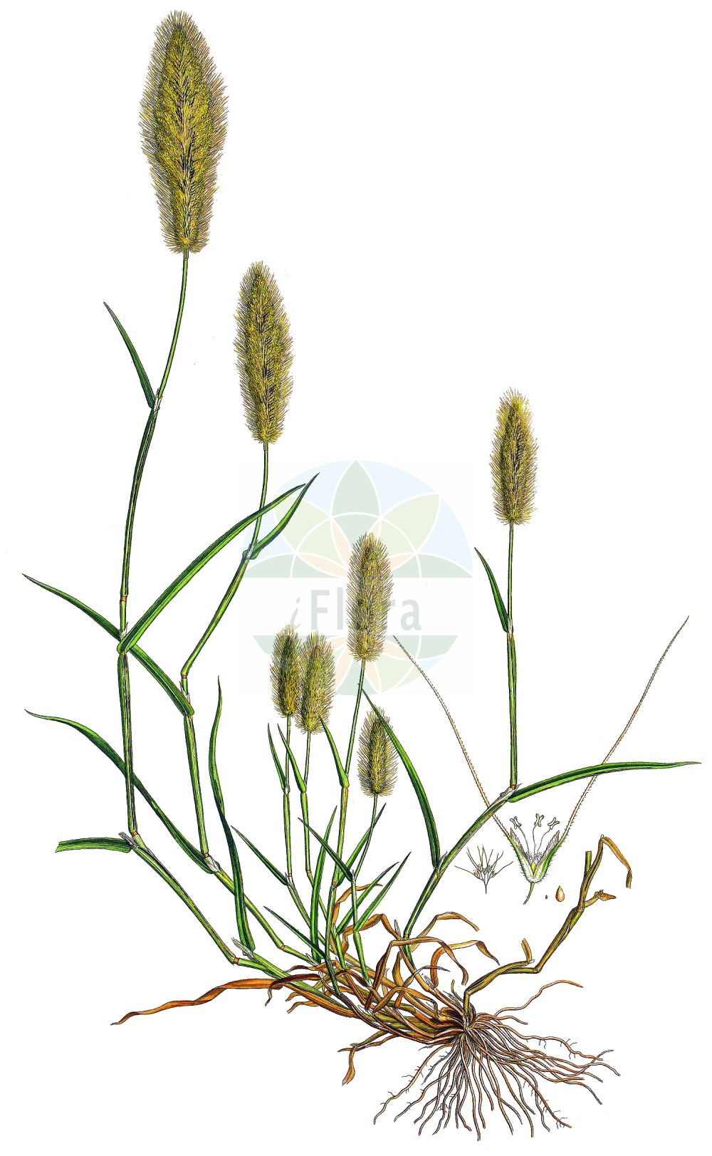Historische Abbildung von Polypogon monspeliensis (Annual Beard-grass). Das Bild zeigt Blatt, Bluete, Frucht und Same. ---- Historical Drawing of Polypogon monspeliensis (Annual Beard-grass). The image is showing leaf, flower, fruit and seed.(Polypogon monspeliensis,Annual Beard-grass,Alopecurus monspeliensis,Polypogon monspeliensis,Polypogon,Poaceae,Süßgräser,Grass family,Blatt,Bluete,Frucht,Same,leaf,flower,fruit,seed,Sibthorp & Smith (1806-1840))
