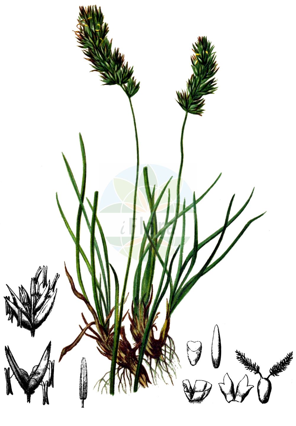 Historische Abbildung von Koeleria hirsuta. Das Bild zeigt Blatt, Bluete, Frucht und Same. ---- Historical Drawing of Koeleria hirsuta. The image is showing leaf, flower, fruit and seed.(Koeleria hirsuta,Festuca hirsuta,Koeleria flavovirens,Koeleria hirsuta,Trisetum hirsutum,Koeleria,Schillergras,Junegrass,Poaceae,Süßgräser,Grass family,Blatt,Bluete,Frucht,Same,leaf,flower,fruit,seed,Hartinger & von Dalla Torre (1806f))