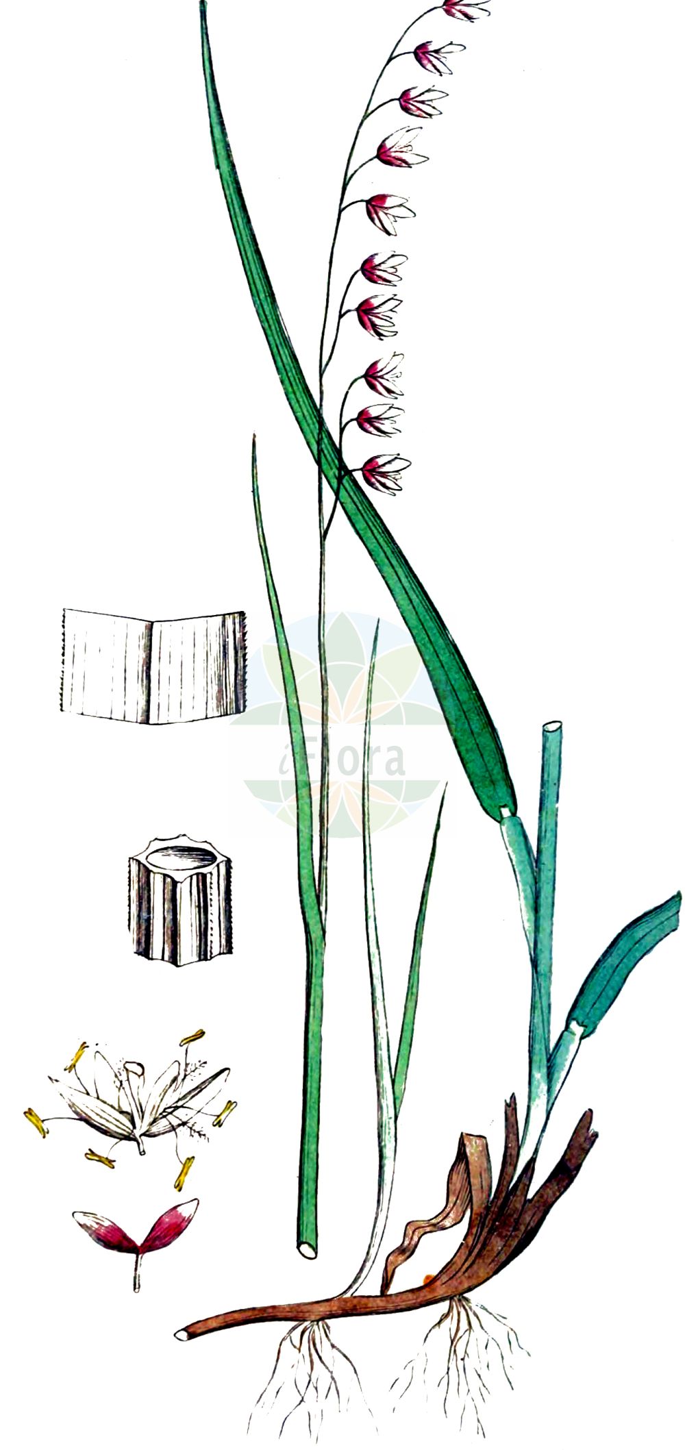Historische Abbildung von Melica nutans (Nickendes Perlgras - Mountain Melick). Das Bild zeigt Blatt, Bluete, Frucht und Same. ---- Historical Drawing of Melica nutans (Nickendes Perlgras - Mountain Melick). The image is showing leaf, flower, fruit and seed.(Melica nutans,Nickendes Perlgras,Mountain Melick,Melica montana,Melica nutans,Nickendes Perlgras,Mountain Melick,Melica,Perlgras,Melicgrass,Poaceae,Süßgräser,Grass family,Blatt,Bluete,Frucht,Same,leaf,flower,fruit,seed,Svensk Botanik (Svensk Botanik))