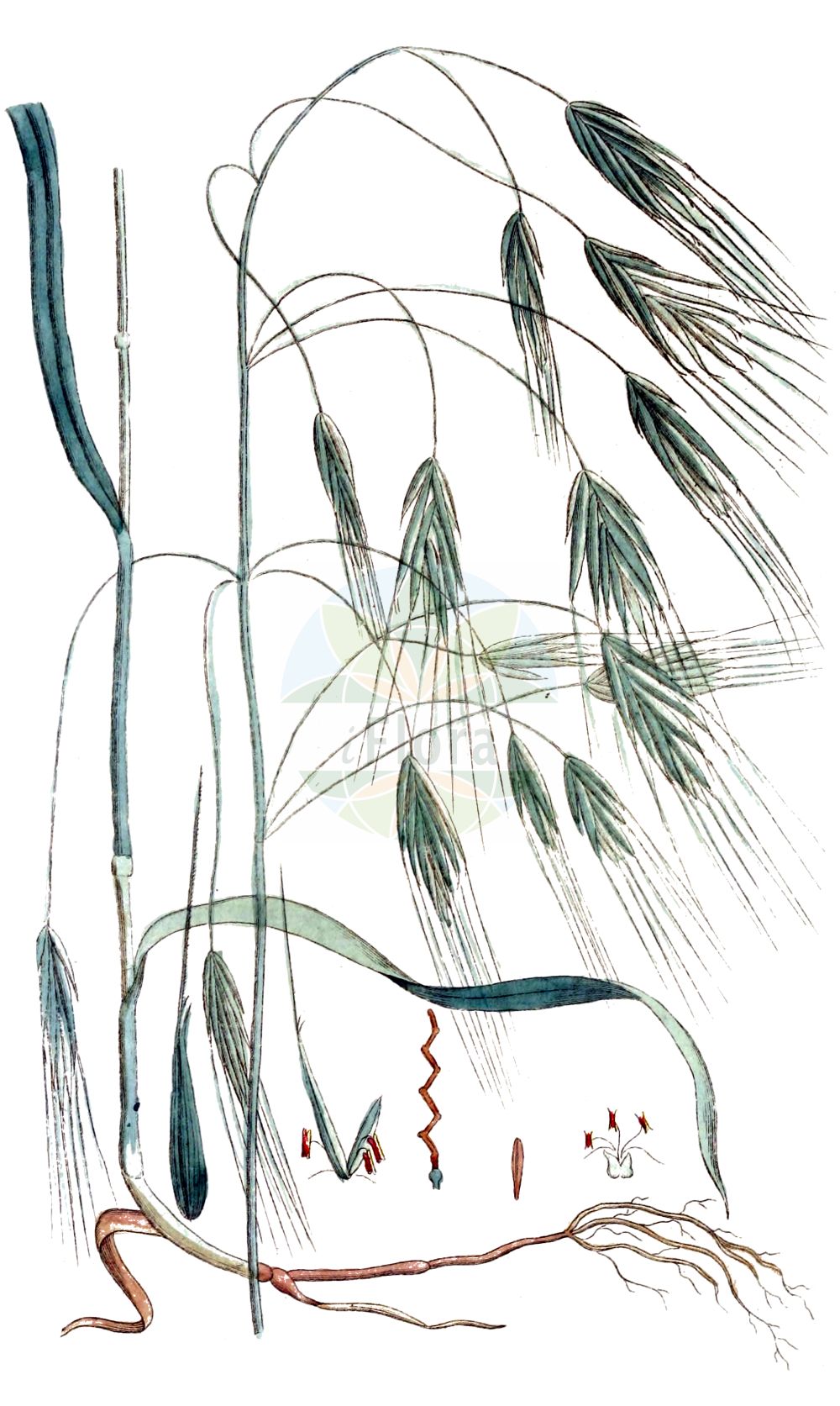Historische Abbildung von Anisantha sterilis (Taube Trespe - Barren Brome). Das Bild zeigt Blatt, Bluete, Frucht und Same. ---- Historical Drawing of Anisantha sterilis (Taube Trespe - Barren Brome). The image is showing leaf, flower, fruit and seed.(Anisantha sterilis,Taube Trespe,Barren Brome,Anisantha sterilis,Bromus distichus,Bromus grandiflorus,Bromus sterilis,Zerna sterilis,Taube Trespe,Barren Brome,Barren Bromegrass,Poverty Brome,Sterile Brome,Anisantha,Poaceae,Süßgräser,Grass family,Blatt,Bluete,Frucht,Same,leaf,flower,fruit,seed,Svensk Botanik (Svensk Botanik))