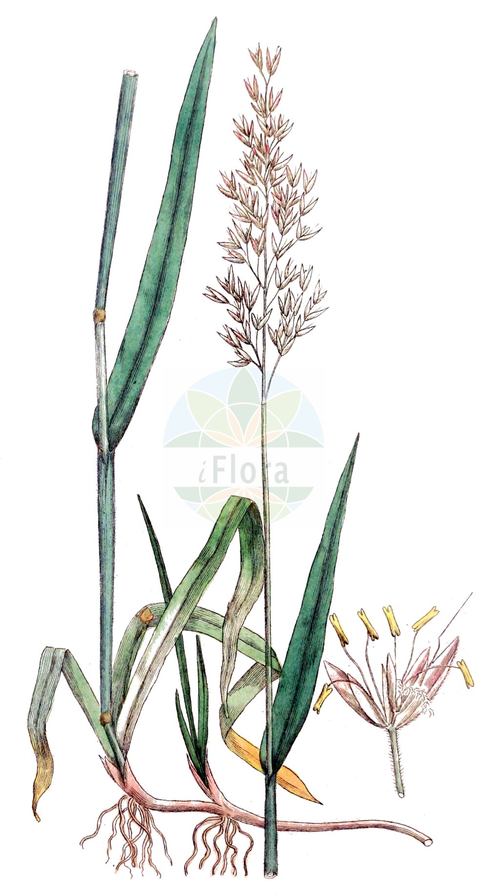 Historische Abbildung von Holcus mollis (Weiches Honiggras - Creeping Soft-grass). Das Bild zeigt Blatt, Bluete, Frucht und Same. ---- Historical Drawing of Holcus mollis (Weiches Honiggras - Creeping Soft-grass). The image is showing leaf, flower, fruit and seed.(Holcus mollis,Weiches Honiggras,Creeping Soft-grass,Holcus mollis,Holcus triflorus,Weiches Honiggras,Creeping Soft-grass,Chiendent,Creeping Velvetgrass,Creeping Fog,German Velvetgrass,Holcus,Honiggras,Soft-grass,Poaceae,Süßgräser,Grass family,Blatt,Bluete,Frucht,Same,leaf,flower,fruit,seed,Svensk Botanik (Svensk Botanik))