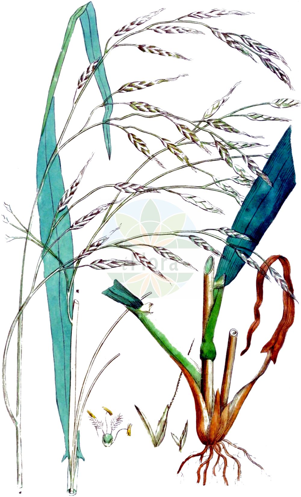 Historische Abbildung von Schedonorus giganteus (Riesen-Schwingel - Giant Fescue). Das Bild zeigt Blatt, Bluete, Frucht und Same. ---- Historical Drawing of Schedonorus giganteus (Riesen-Schwingel - Giant Fescue). The image is showing leaf, flower, fruit and seed.(Schedonorus giganteus,Riesen-Schwingel,Giant Fescue,Bromus giganteus,Festuca gigantea,Lolium giganteum,Schedonorus giganteus,Riesen-Schwingel,Giant Fescue,Giant Brome Grass,Tall Bearded Fescue,Schedonorus,Poaceae,Süßgräser,Grass family,Blatt,Bluete,Frucht,Same,leaf,flower,fruit,seed,Svensk Botanik (Svensk Botanik))