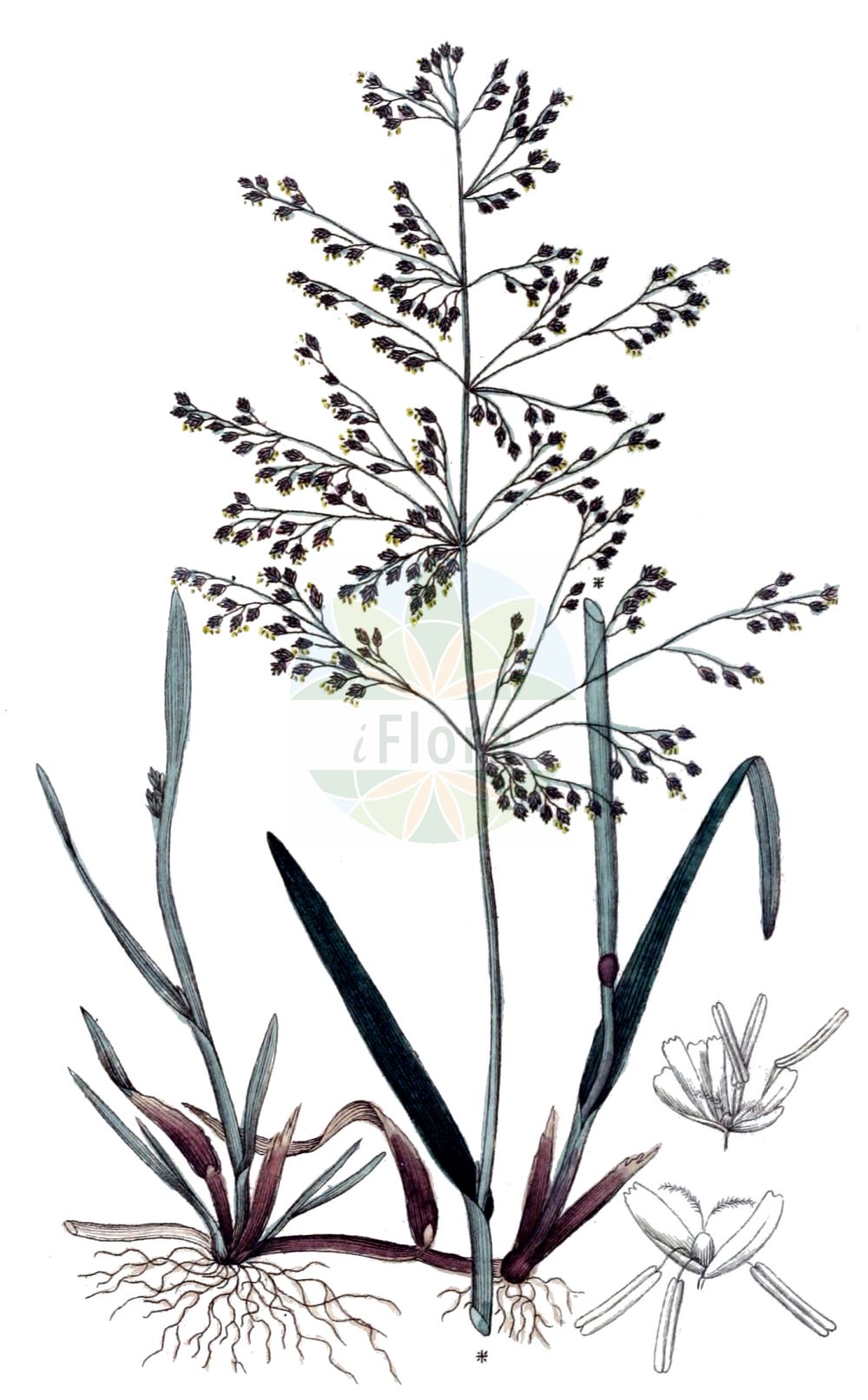 Historische Abbildung von Catabrosa aquatica (Europäisches Quellgras - Whorl-grass). Das Bild zeigt Blatt, Bluete, Frucht und Same. ---- Historical Drawing of Catabrosa aquatica (Europäisches Quellgras - Whorl-grass). The image is showing leaf, flower, fruit and seed.(Catabrosa aquatica,Europäisches Quellgras,Whorl-grass,Aira aquatica,Catabrosa aquatica,Catabrosa ochroleuca,Europaeisches Quellgras,Whorl-grass,Brookgrass,Water Whorlgrass,Catabrosa,Quellgras,Whorlgrass,Poaceae,Süßgräser,Grass family,Blatt,Bluete,Frucht,Same,leaf,flower,fruit,seed,Svensk Botanik (Svensk Botanik))