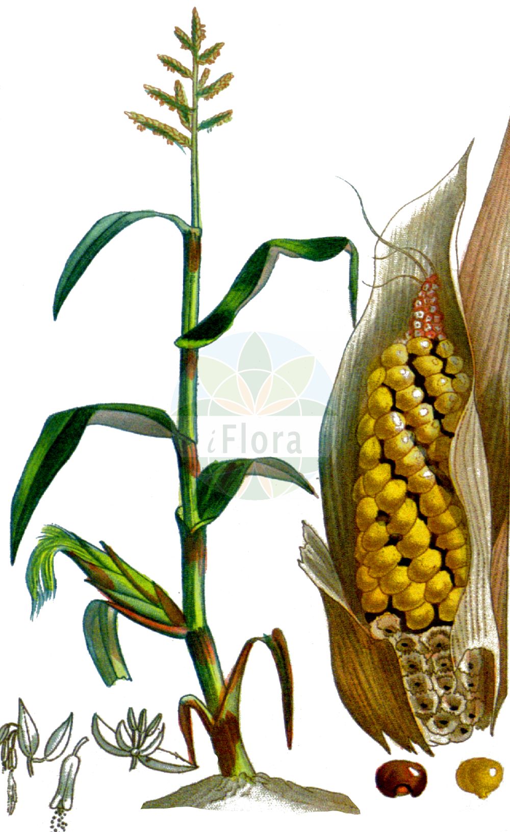Historische Abbildung von Zea mays (Mais - Maize). Das Bild zeigt Blatt, Bluete, Frucht und Same. ---- Historical Drawing of Zea mays (Mais - Maize). The image is showing leaf, flower, fruit and seed.(Zea mays,Mais,Maize,Zea mays,Mais,Kukuruz,Tuerken,Tuerkischer Weizen,Welschkorn,Maize,Corn,Indian Corn,Zea,Mais,Corn,Poaceae,Süßgräser,Grass family,Blatt,Bluete,Frucht,Same,leaf,flower,fruit,seed,Descourtilz (1821-1829))