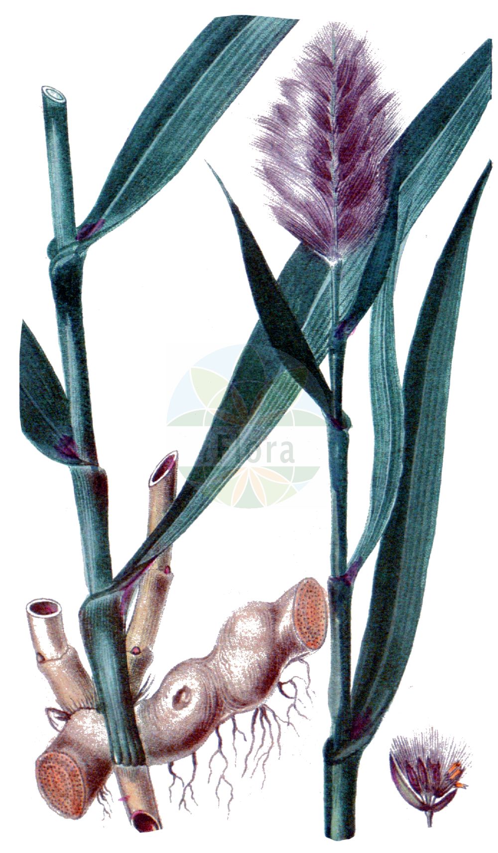 Historische Abbildung von Arundo donax. Das Bild zeigt Blatt, Bluete, Frucht und Same. ---- Historical Drawing of Arundo donax. The image is showing leaf, flower, fruit and seed.(Arundo donax,Arundo donax,Arundo scriptoria,Donax sativa,Arundo,Poaceae,Süßgräser,Grass family,Blatt,Bluete,Frucht,Same,leaf,flower,fruit,seed,Descourtilz (1821-1829))
