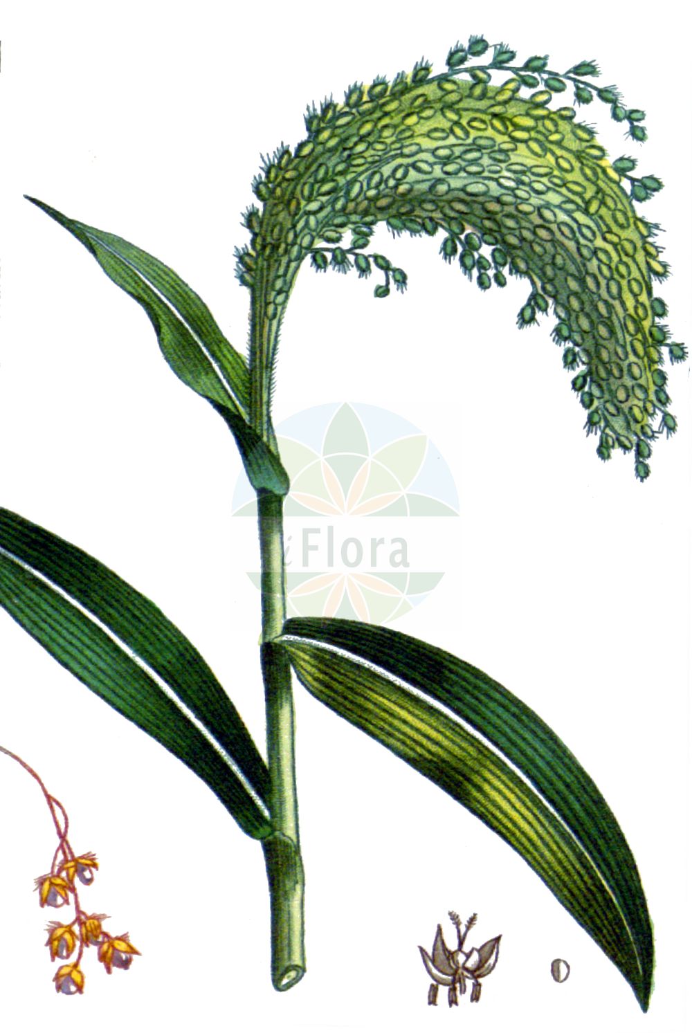 Historische Abbildung von Panicum miliaceum (Rispen-Hirse - Common Millet). Das Bild zeigt Blatt, Bluete, Frucht und Same. ---- Historical Drawing of Panicum miliaceum (Rispen-Hirse - Common Millet). The image is showing leaf, flower, fruit and seed.(Panicum miliaceum,Rispen-Hirse,Common Millet,Panicum miliaceum,Rispen-Hirse,Gewoehnliche Rispenhirse,Common Millet,Broomcorn Millet,French Millet,Millet Panicgrass,Panic Millet,Proso Millet,True Millet,Wild Proso Millet,Panicum,Hirse,Panicgrass,Poaceae,Süßgräser,Grass family,Blatt,Bluete,Frucht,Same,leaf,flower,fruit,seed,Descourtilz (1821-1829))