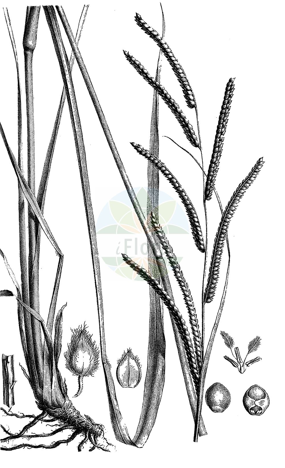 Historische Abbildung von Paspalum dilatatum. Das Bild zeigt Blatt, Bluete, Frucht und Same. ---- Historical Drawing of Paspalum dilatatum. The image is showing leaf, flower, fruit and seed.(Paspalum dilatatum,Digitaria dilatata,Paspalum dilatatum,Paspalum,Poaceae,Süßgräser,Grass family,Blatt,Bluete,Frucht,Same,leaf,flower,fruit,seed,Trinius (1828-1836))