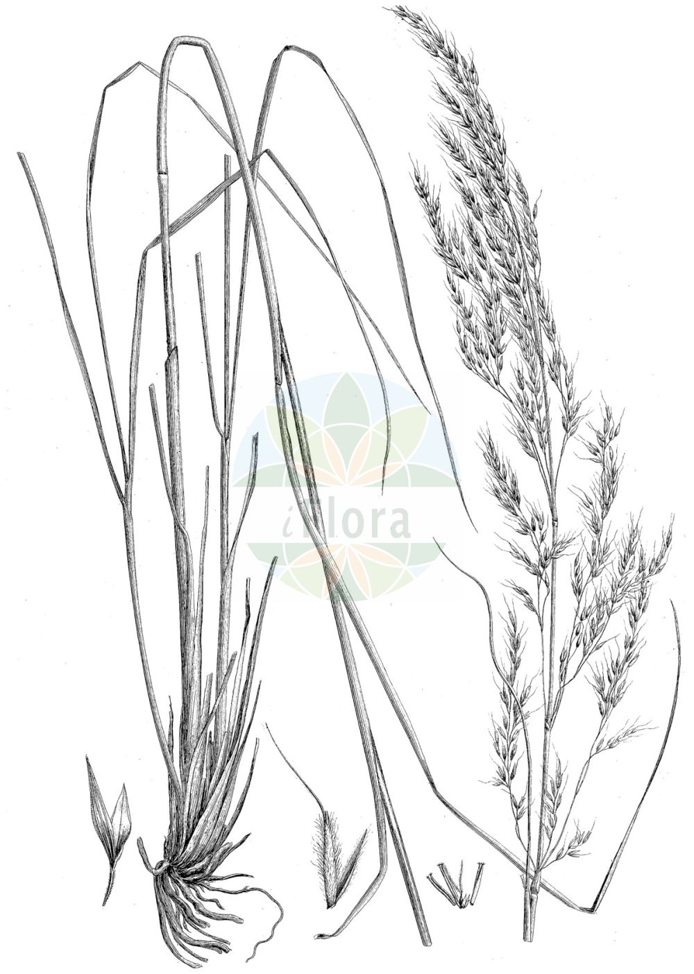 Historische Abbildung von Achnatherum splendens (Glänzendes Rauhgras). Das Bild zeigt Blatt, Bluete, Frucht und Same. ---- Historical Drawing of Achnatherum splendens (Glänzendes Rauhgras). The image is showing leaf, flower, fruit and seed.(Achnatherum splendens,Glänzendes Rauhgras,Achnatherum splendens,Lasiagrostis splendens,Stipa splendens,Glaenzendes Rauhgras,Achnatherum,Raugras,Needlegrass,Poaceae,Süßgräser,Grass family,Blatt,Bluete,Frucht,Same,leaf,flower,fruit,seed,von Ledebour (1829-1834))