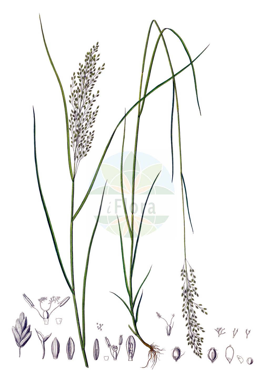 Historische Abbildung von Glyceria striata (Gestreifter Schwaden - Fowl Mannagrass). Das Bild zeigt Blatt, Bluete, Frucht und Same. ---- Historical Drawing of Glyceria striata (Gestreifter Schwaden - Fowl Mannagrass). The image is showing leaf, flower, fruit and seed.(Glyceria striata,Gestreifter Schwaden,Fowl Mannagrass,Glyceria nervata,Glyceria striata,Poa nervata,Poa striata,Gestreifter Schwaden,Fowl Mannagrass,Ridged Glyceria,Glyceria,Schwaden,Mannagrass,Poaceae,Süßgräser,Grass family,Blatt,Bluete,Frucht,Same,leaf,flower,fruit,seed,Kunth (1829-1834))