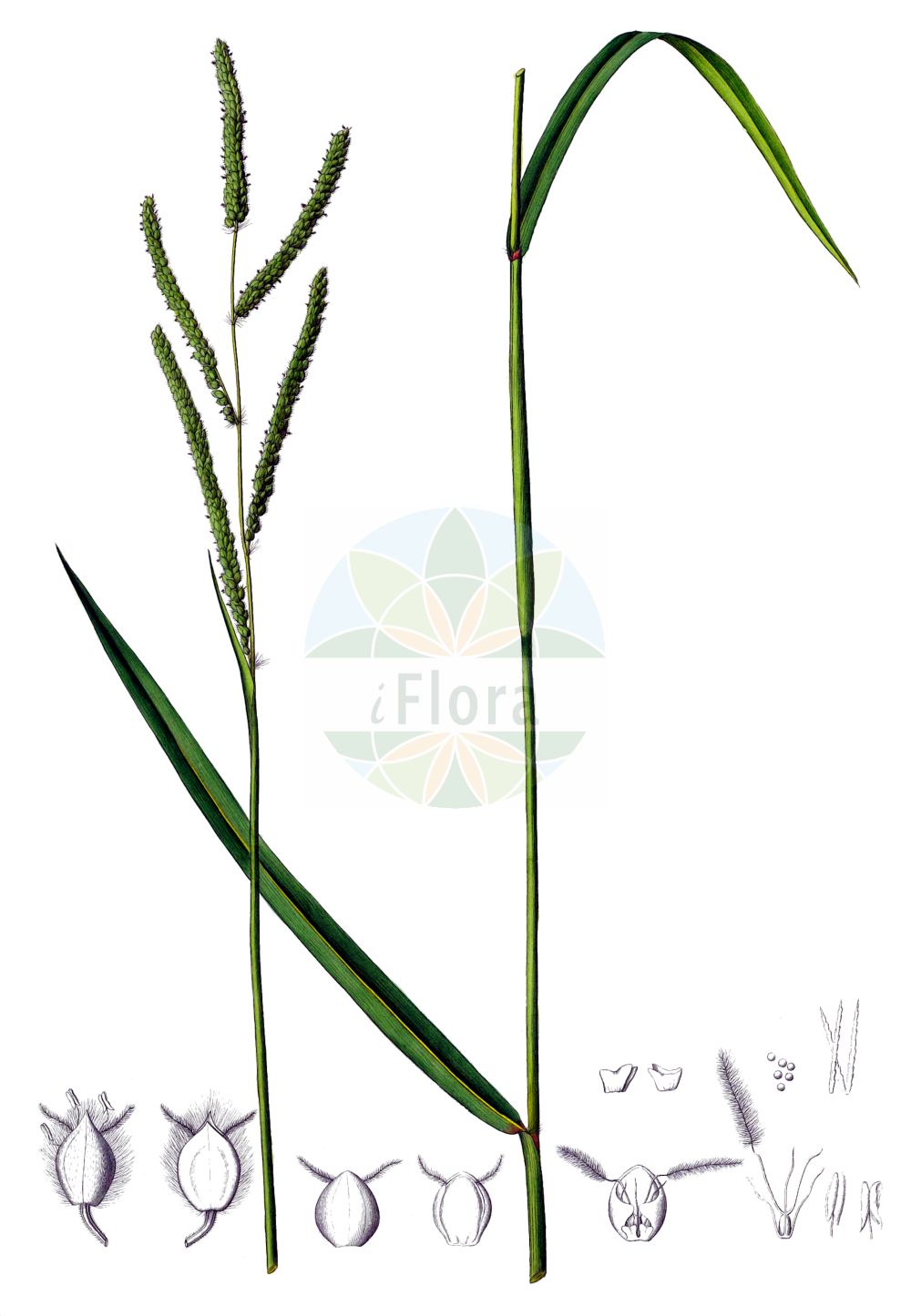 Historische Abbildung von Paspalum dilatatum. Das Bild zeigt Blatt, Bluete, Frucht und Same. ---- Historical Drawing of Paspalum dilatatum. The image is showing leaf, flower, fruit and seed.(Paspalum dilatatum,Digitaria dilatata,Paspalum dilatatum,Paspalum,Poaceae,Süßgräser,Grass family,Blatt,Bluete,Frucht,Same,leaf,flower,fruit,seed,Kunth (1829-1834))