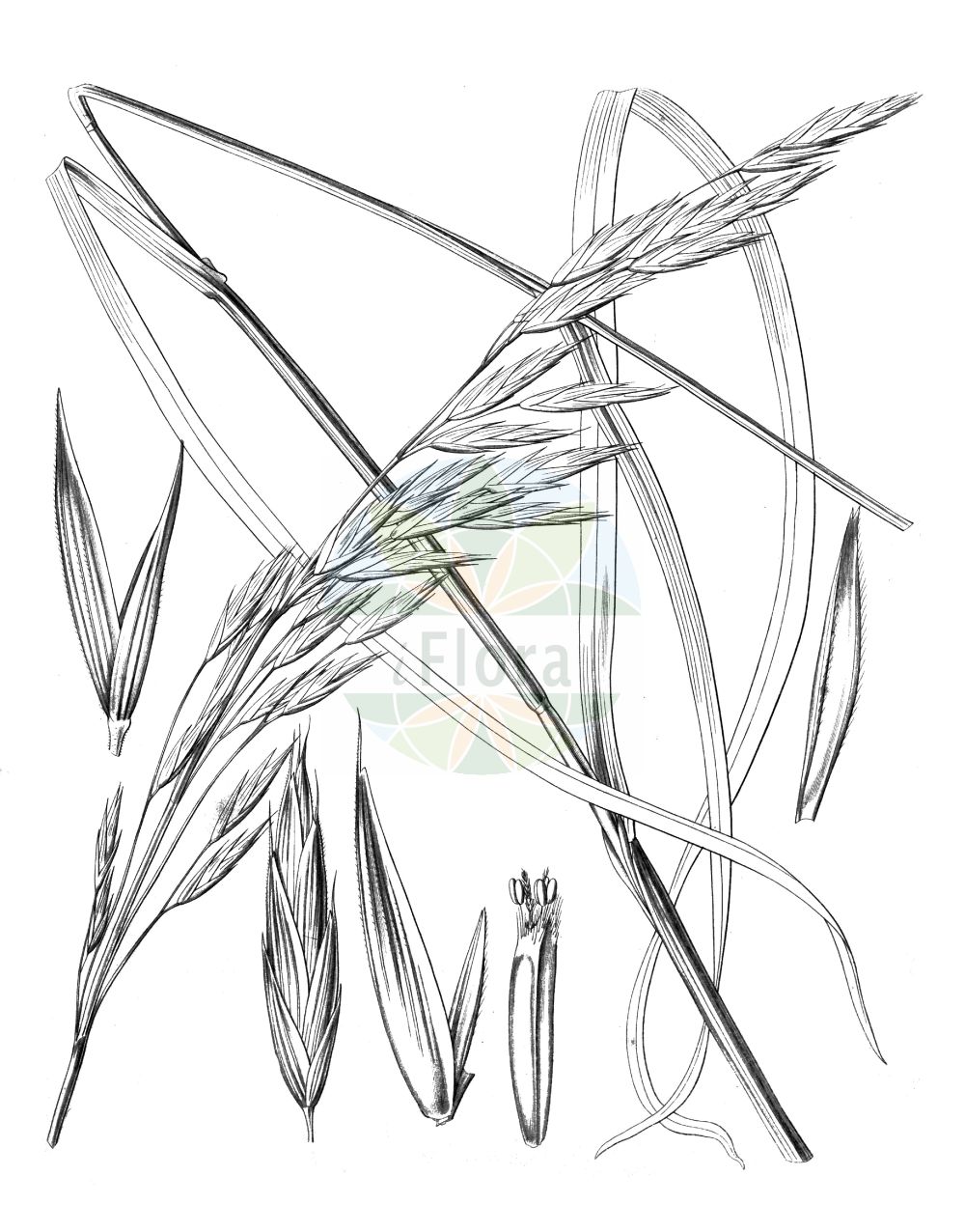 Historische Abbildung von Ceratochloa cathartica (Ährengrasähnliche Trespe - Rescue Brome). Das Bild zeigt Blatt, Bluete, Frucht und Same. ---- Historical Drawing of Ceratochloa cathartica (Ährengrasähnliche Trespe - Rescue Brome). The image is showing leaf, flower, fruit and seed.(Ceratochloa cathartica,Ährengrasähnliche Trespe,Rescue Brome,Bromus brevis,Bromus catharticus,Bromus schraderi,Bromus unioloides,Bromus willdenowii,Ceratochloa cathartica,Ceratochloa haenkeana,Ceratochloa unioloides,Ceratochloa willdenowii,Festuca unioloides,Serrafalcus unioloides,Zerna unioloides,Ährengrasaehnliche Trespe,Anden-Trespe,Willdenows Trespe,Rescue Brome,Prairiegrass,Rescue Bromegrass,Rescuegrass,Ceratochloa,Poaceae,Süßgräser,Grass family,Blatt,Bluete,Frucht,Same,leaf,flower,fruit,seed,Hooker (1829-1840))