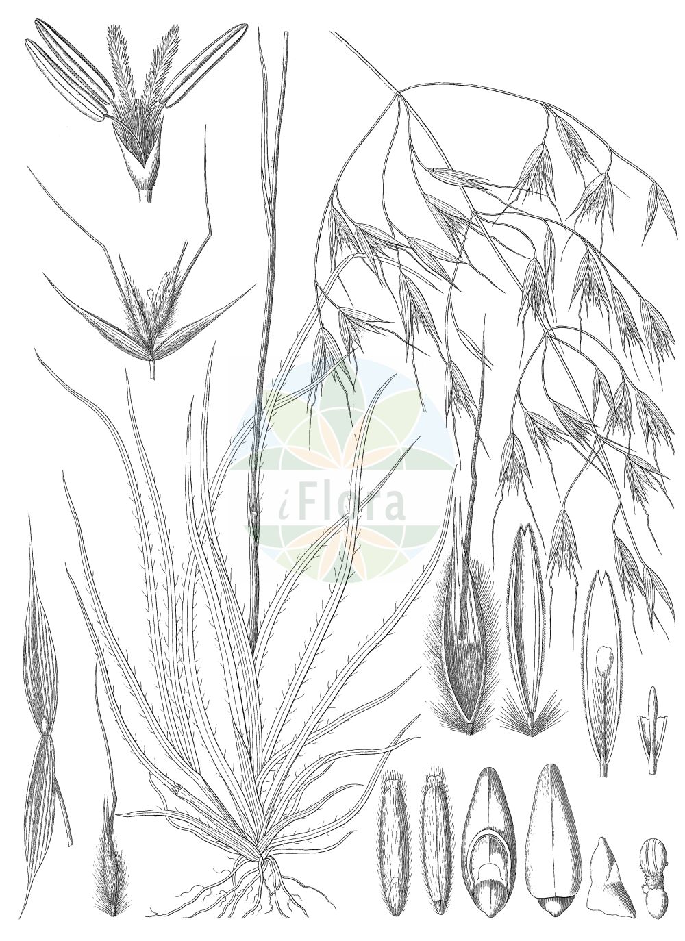 Historische Abbildung von Avena barbata (Slender Oat). Das Bild zeigt Blatt, Bluete, Frucht und Same. ---- Historical Drawing of Avena barbata (Slender Oat). The image is showing leaf, flower, fruit and seed.(Avena barbata,Slender Oat,Avena almeriensis,Avena hirsuta,Avena hirtula,Avena barbata,Avena,Hafer,Oat,Poaceae,Süßgräser,Grass family,Blatt,Bluete,Frucht,Same,leaf,flower,fruit,seed,Webb et al. (1836-1847))
