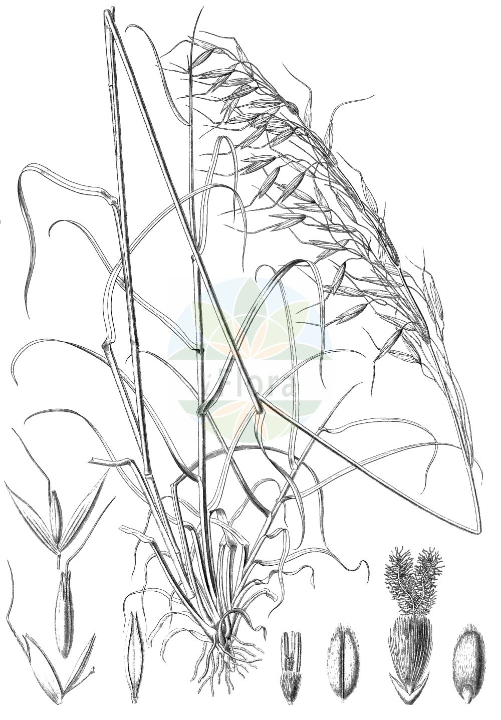 Historische Abbildung von Avena brevis. Das Bild zeigt Blatt, Bluete, Frucht und Same. ---- Historical Drawing of Avena brevis. The image is showing leaf, flower, fruit and seed.(Avena brevis,Avena brevis,Avena strigosa subsp. brevis,Avena,Hafer,Oat,Poaceae,Süßgräser,Grass family,Blatt,Bluete,Frucht,Same,leaf,flower,fruit,seed,Webb et al. (1836-1847))