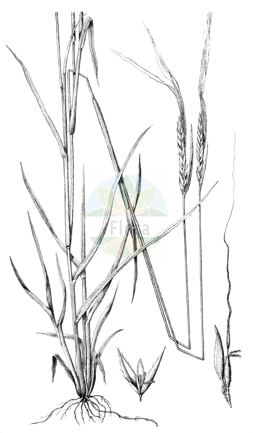 Historische Abbildung von Heteropogon contortus. Das Bild zeigt Blatt, Bluete, Frucht und Same. ---- Historical Drawing of Heteropogon contortus. The image is showing leaf, flower, fruit and seed.(Heteropogon contortus,Andropogon contortus,Heteropogon allionii,Heteropogon contortus,Heteropogon glaber,Heteropogon,Poaceae,Süßgräser,Grass family,Blatt,Bluete,Frucht,Same,leaf,flower,fruit,seed,Vasey (1891-1893))