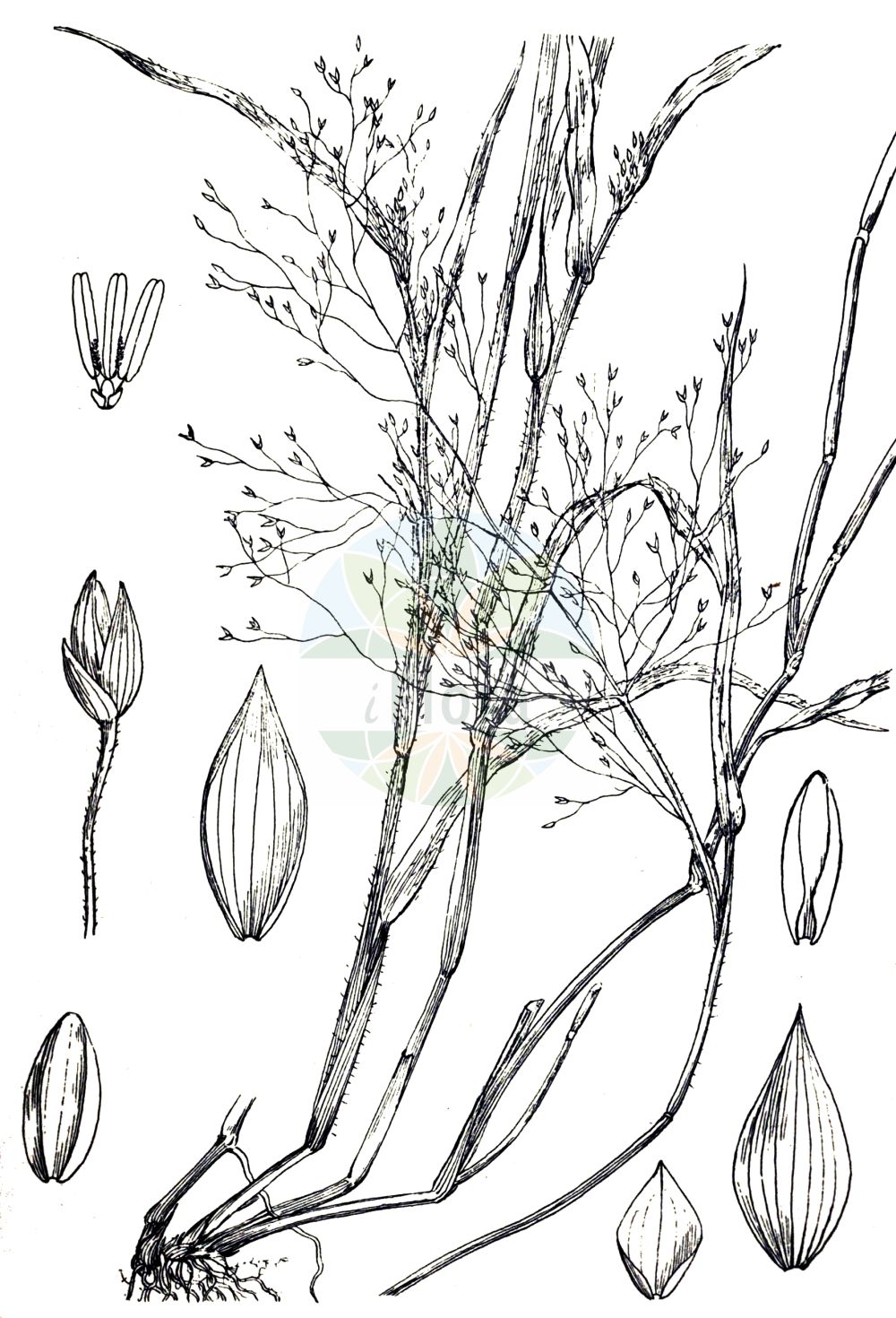 Historische Abbildung von Panicum capillare (Haarästige Hirse - Witch-grass). Das Bild zeigt Blatt, Bluete, Frucht und Same. ---- Historical Drawing of Panicum capillare (Haarästige Hirse - Witch-grass). The image is showing leaf, flower, fruit and seed.(Panicum capillare,Haarästige Hirse,Witch-grass,Panicum capillare,Haaraestige Hirse,Haaraestige Rispenhirse,Haar-Hirse,Witch-grass,Tumble Panicgrass,Panicum,Hirse,Panicgrass,Poaceae,Süßgräser,Grass family,Blatt,Bluete,Frucht,Same,leaf,flower,fruit,seed,Wood & Evans (1898-1912))