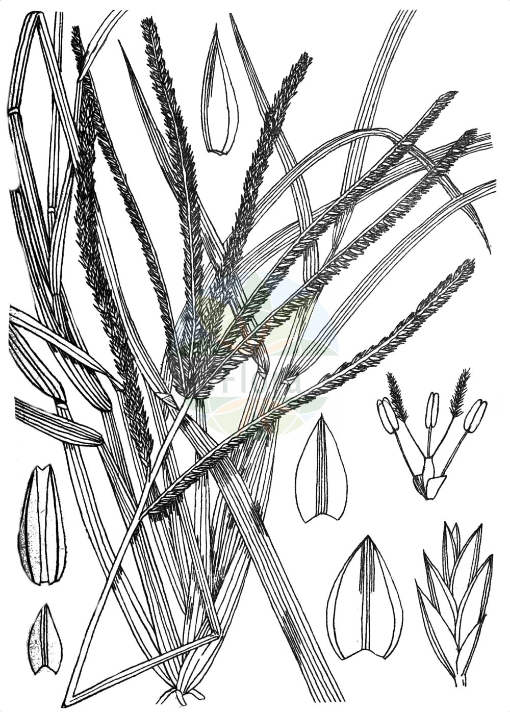 Historische Abbildung von Eleusine indica (Yard-grass). Das Bild zeigt Blatt, Bluete, Frucht und Same. ---- Historical Drawing of Eleusine indica (Yard-grass). The image is showing leaf, flower, fruit and seed.(Eleusine indica,Yard-grass,Cynosurus indicus,Eleusine indica,Eleusine,Poaceae,Süßgräser,Grass family,Blatt,Bluete,Frucht,Same,leaf,flower,fruit,seed,Wood & Evans (1898-1912))