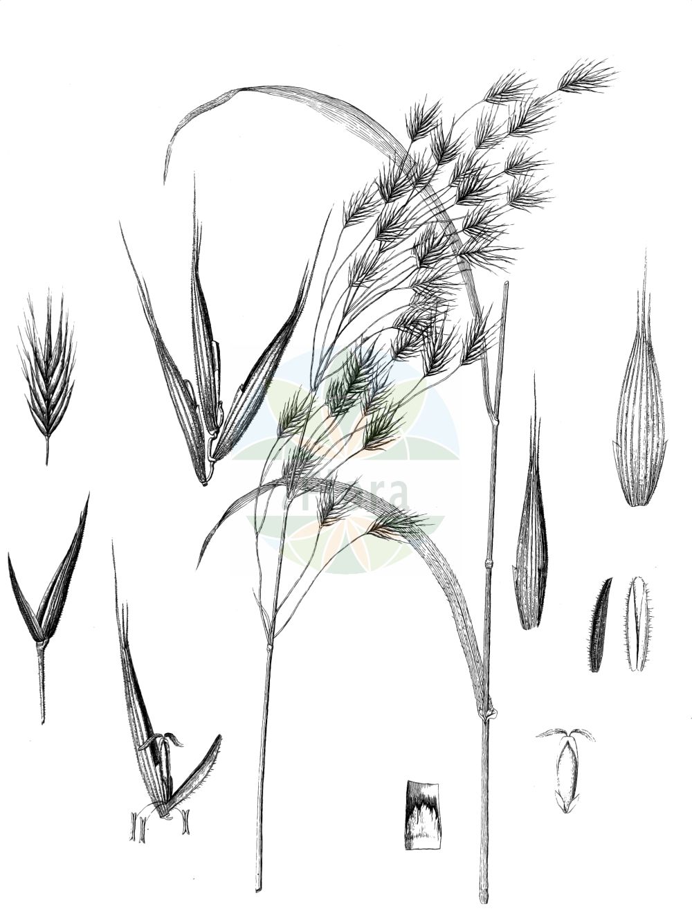 Historische Abbildung von Bromus bromoideus. Das Bild zeigt Blatt, Bluete, Frucht und Same. ---- Historical Drawing of Bromus bromoideus. The image is showing leaf, flower, fruit and seed.(Bromus bromoideus,Bromus arduennensis,Bromus bromoideus,Calotheca bromoidea,Michellaria bromoidea,Bromus,Trespe,Brome,Poaceae,Süßgräser,Grass family,Blatt,Bluete,Frucht,Same,leaf,flower,fruit,seed,Nova Acta Physico-Medica)