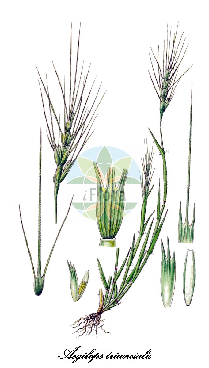 Historische Abbildung von Aegilops triuncialis (Dreizölliger Walch - Barbed goatgrass). Das Bild zeigt Blatt, Bluete, Frucht und Same. ---- Historical Drawing of Aegilops triuncialis (Dreizölliger Walch - Barbed goatgrass). The image is showing leaf, flower, fruit and seed.(Aegilops triuncialis,Dreizölliger Walch,Barbed goatgrass,Aegilopodes triuncialis,Aegilops squarrosa,Triticum triunciale,Aegilops,Walch,Poaceae,Süßgräser,Grass Family,Blatt,Bluete,Frucht,Same,leaf,flower,fruit,seed,Sturm (1796ff))